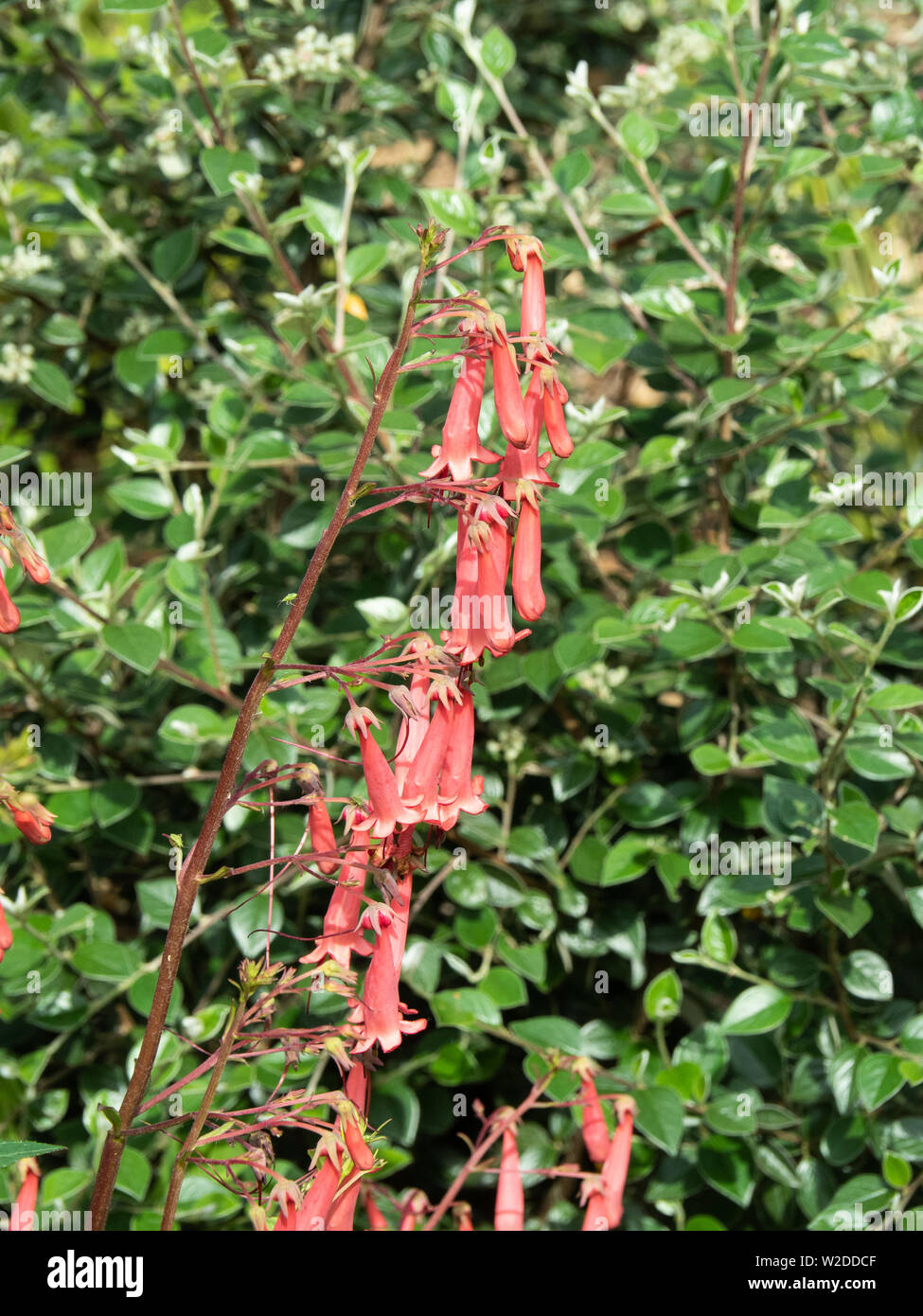 The reddish pink flowers of Phygelius Devils Tears Stock Photo