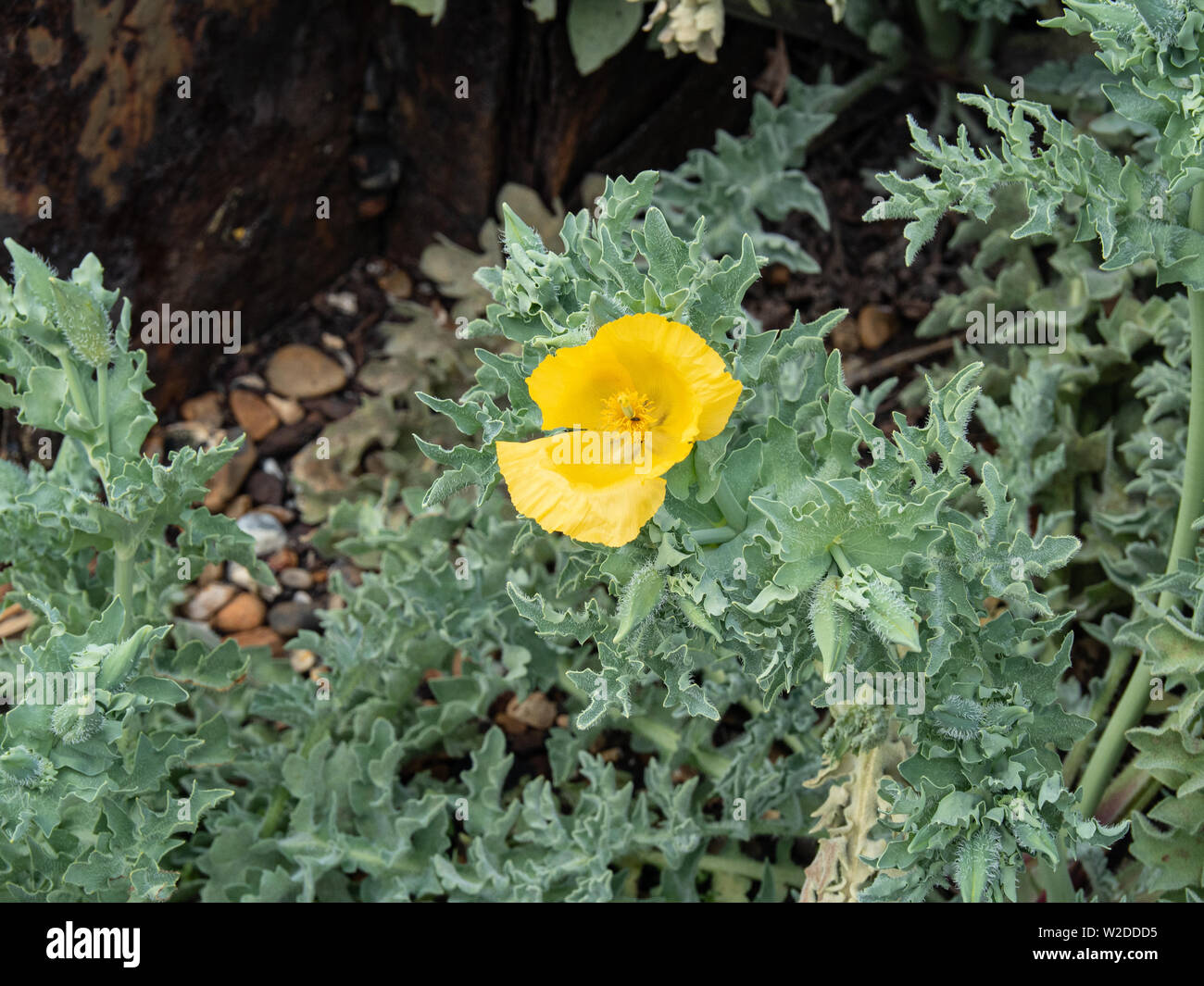 The bright yellow flower of the yellow horned sea poppy Glaucium flavum against the the glaucous grey foliage Stock Photo