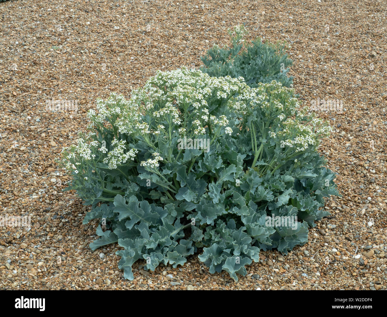 A single clump of Sea Kale Crambe maritima growing in the gravel on  Bawdsey beach Stock Photo