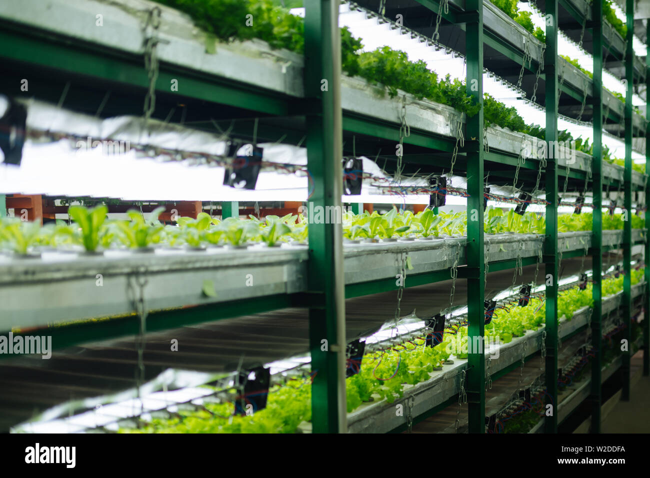 Close up of shelves with green plants standing in the greenhouse Stock ...