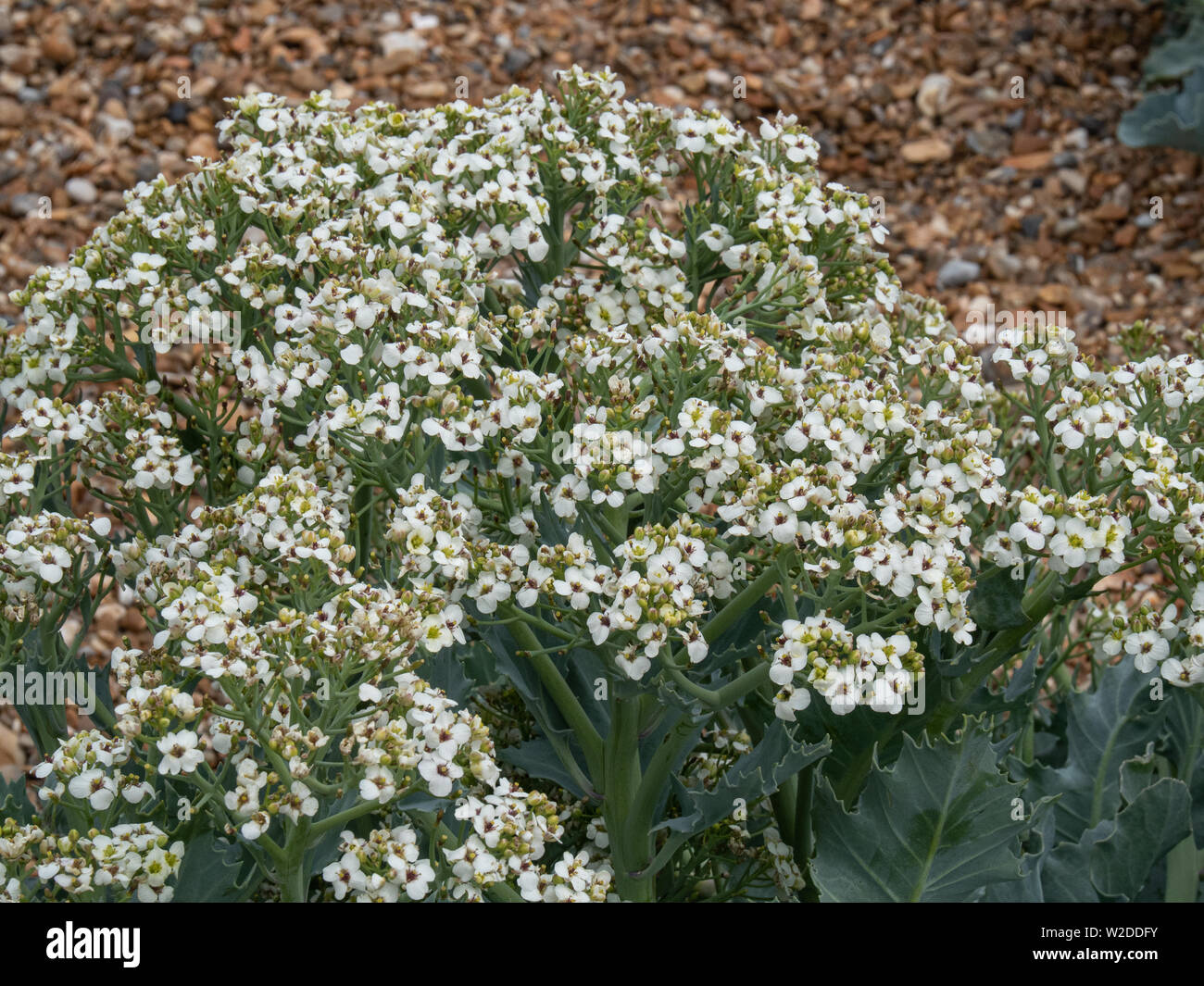 Sea kale crambe maritima plant hi-res stock photography and images - Alamy