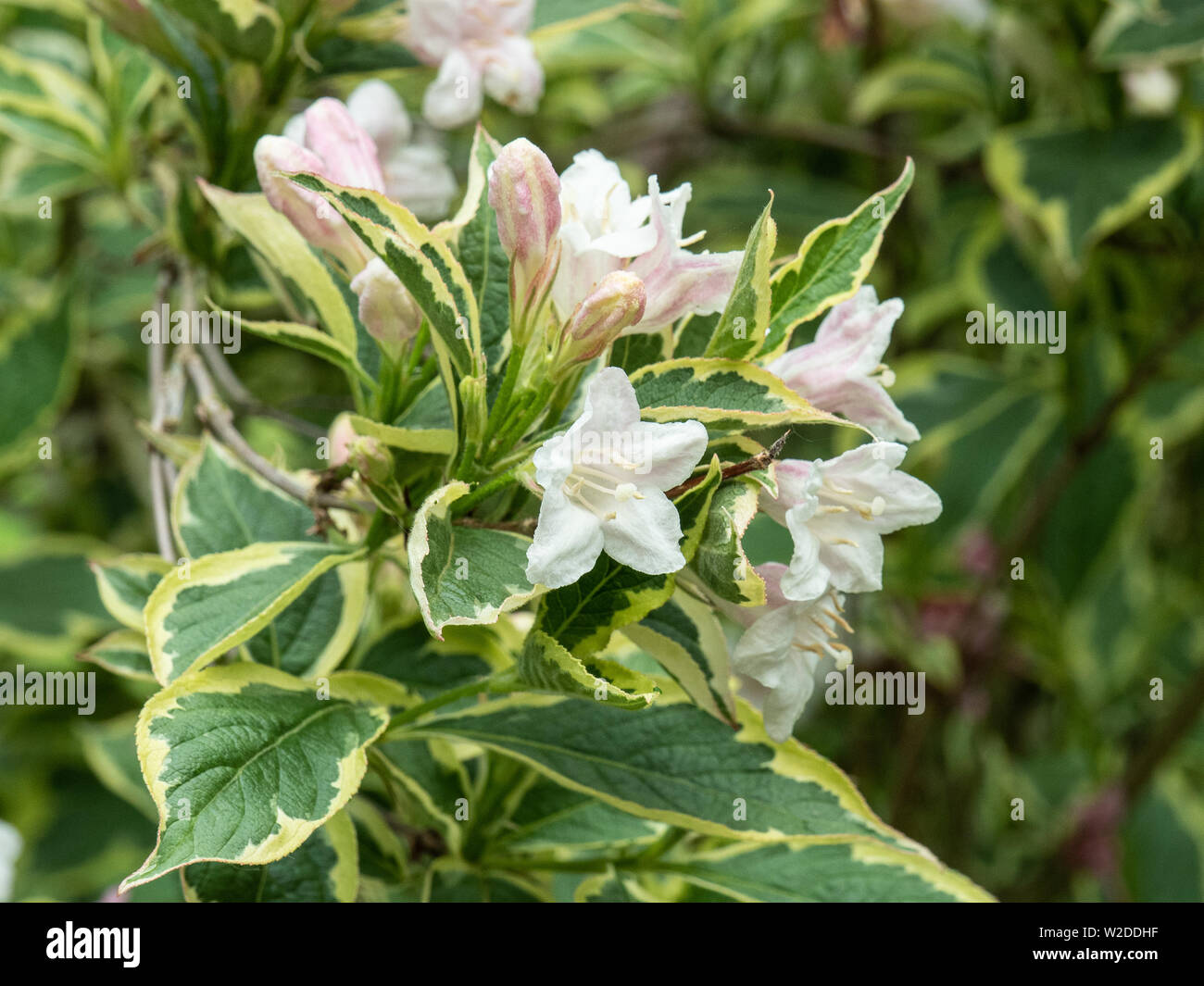 A close up of a branch of Weigela florida variegata showing the very pale pink flowers and variegated foliage Stock Photo