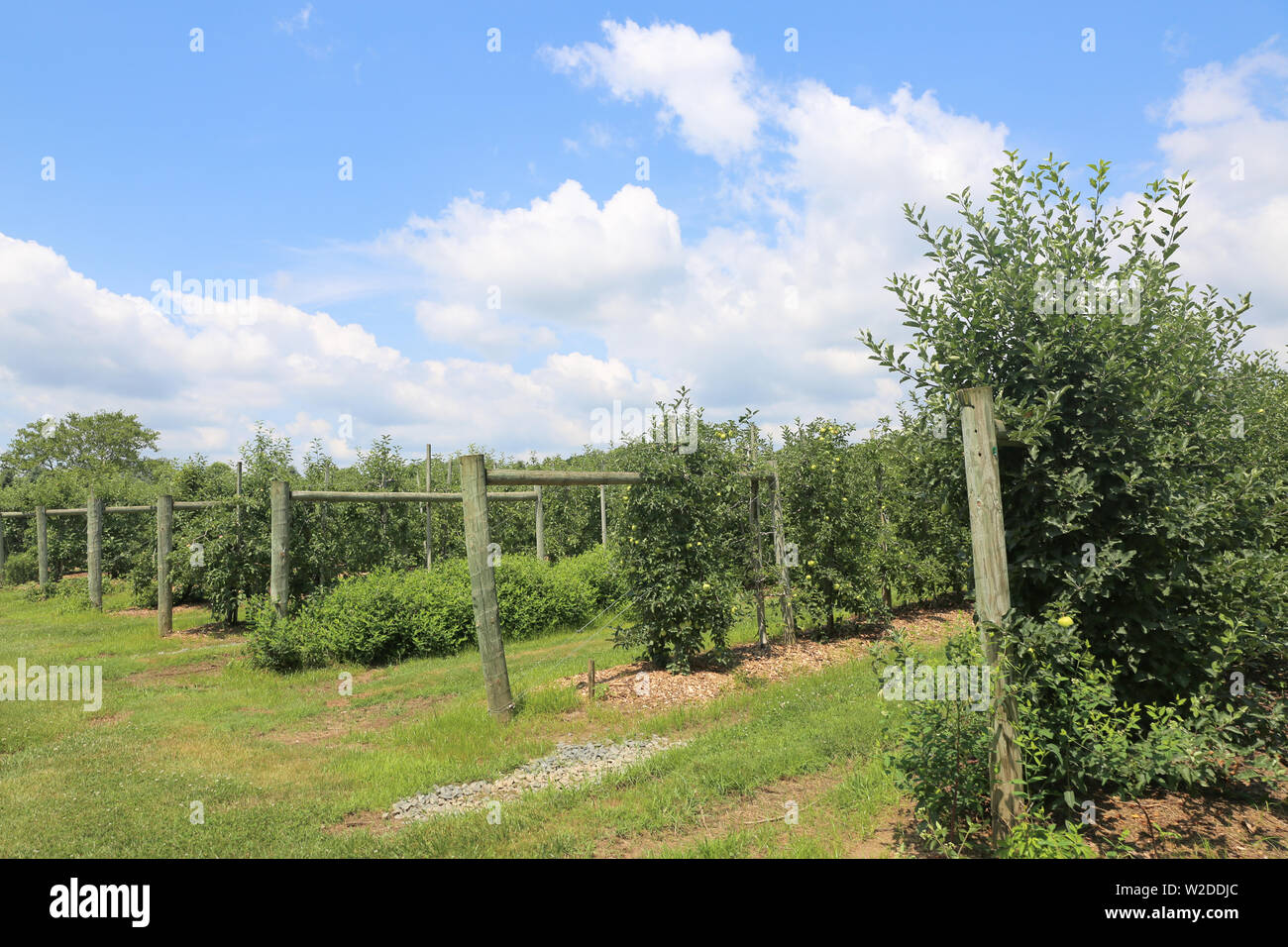 green apples on apple tree branch - Image Stock Photo - Alamy