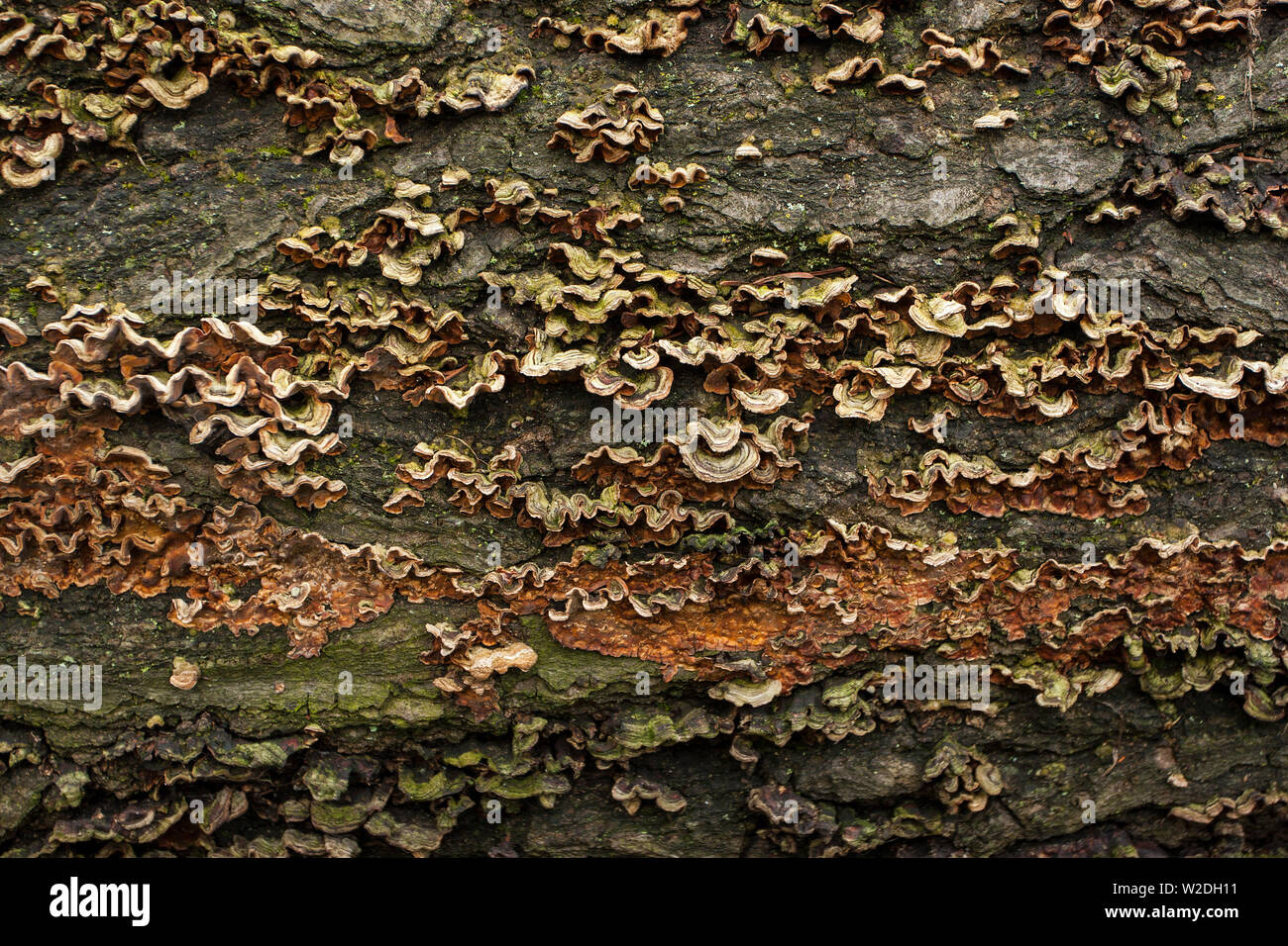 Bracket fungus growing on a fallen log Stock Photo - Alamy
