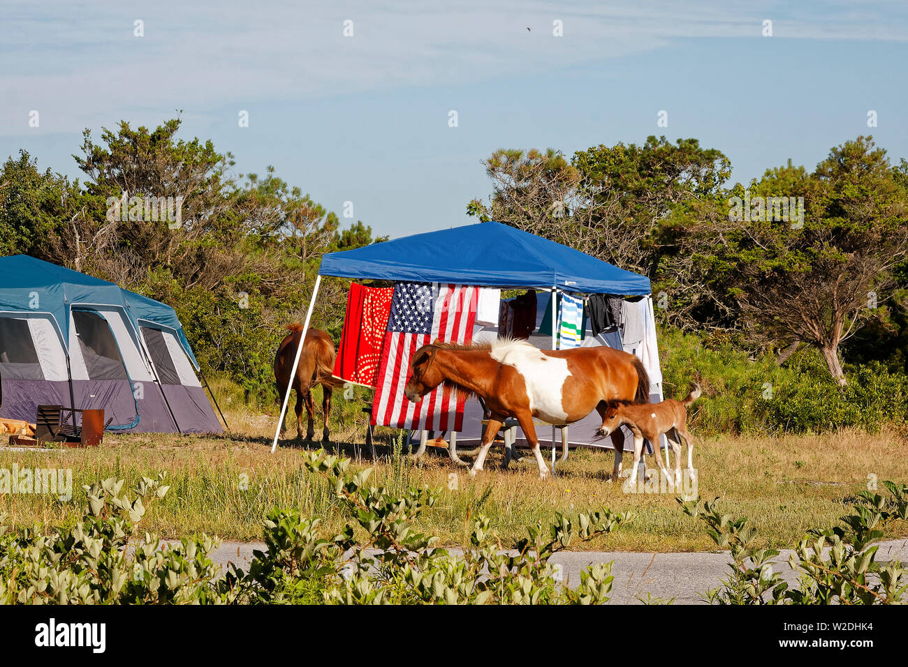 Wild Horses Campground Campsite Tent Animals Wildlife Mare Walking Newborn Foal Assateague State Park Usa Berlin Md Maryland Summer Hori Stock Photo Alamy