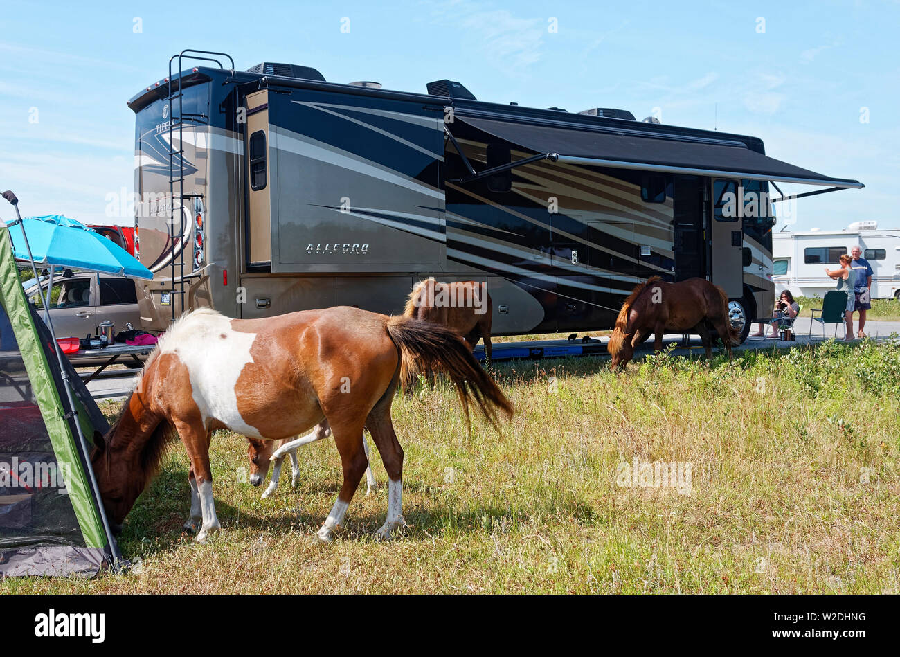 wild horses; campground; campers; class A motorhome; tent, people