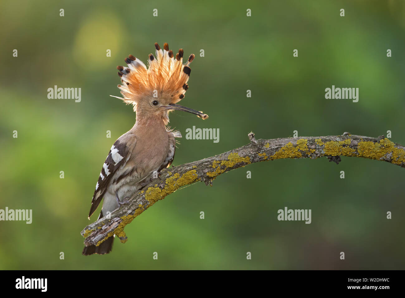 Hoopoe, upupa epops, sitting on a twig with open crest and catch in the beak. Stock Photo