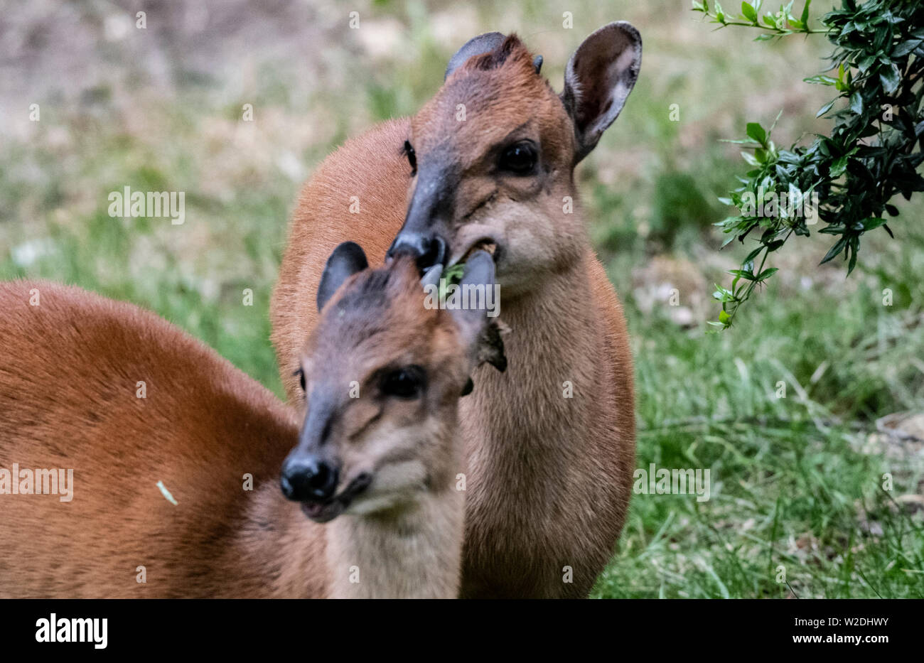 08 July 2019, Berlin: Two red duckers, Cephalophus natalensis, explore their enclosure at the zoo. Photo: Paul Zinken/dpa Stock Photo
