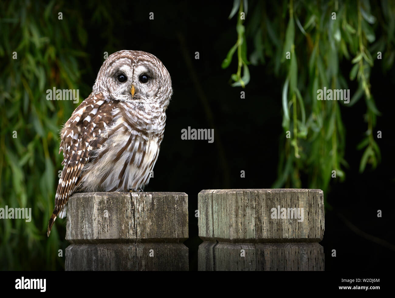 Barred Owl on Post. A Barred Owl watching from atop a fence post. Stock Photo