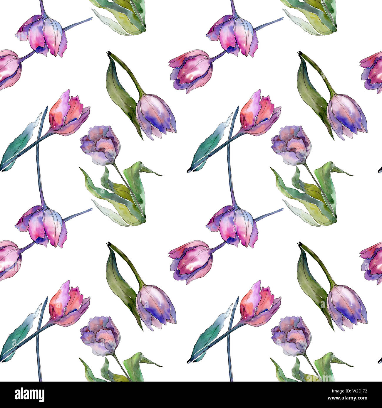 Purple tulip floral botanical flowers. Watercolor background ...
