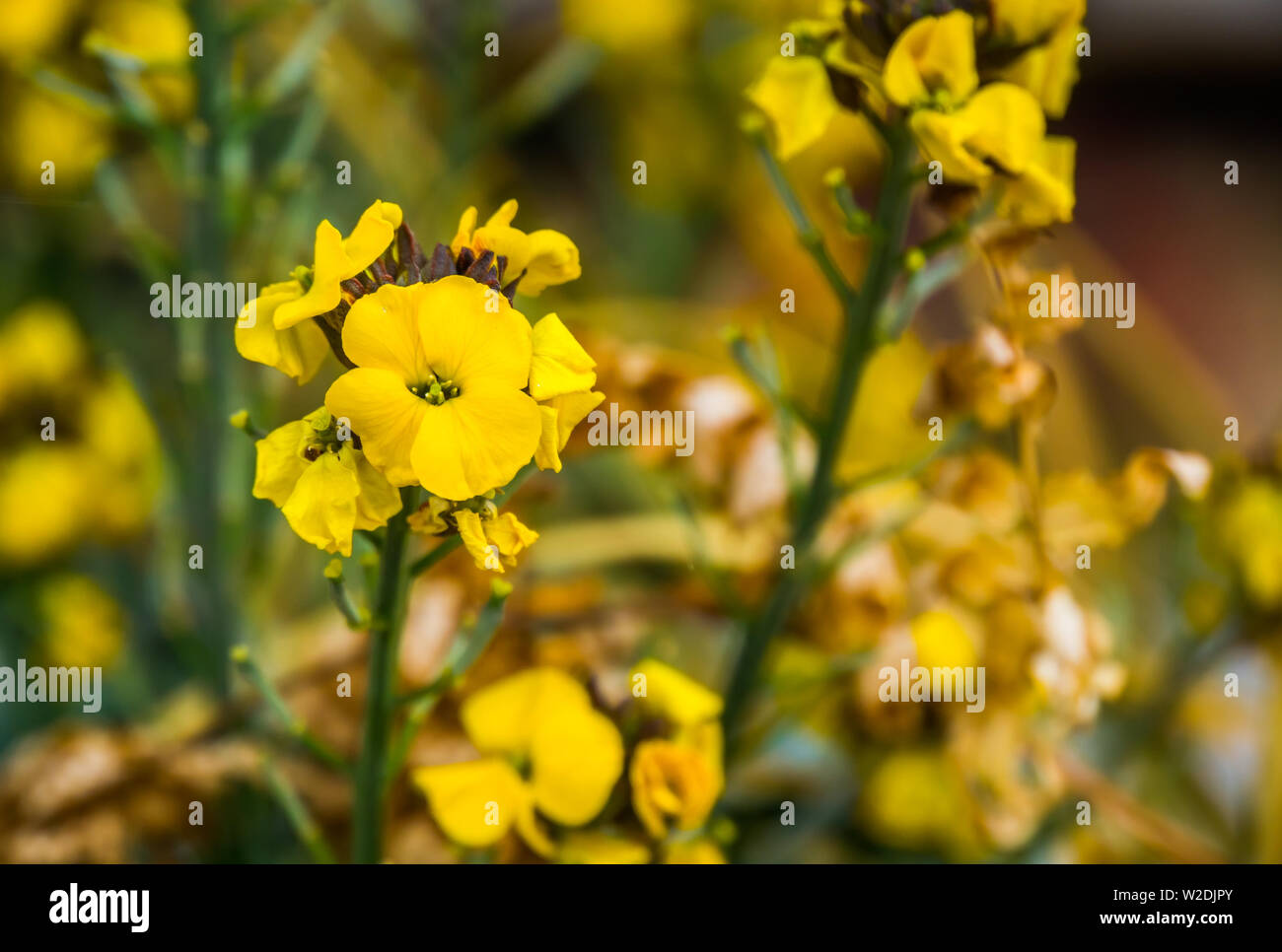 macro closeup of a cluster of yellow wallflowers in bloom, popular cultivated garden plant from Europe, nature background Stock Photo