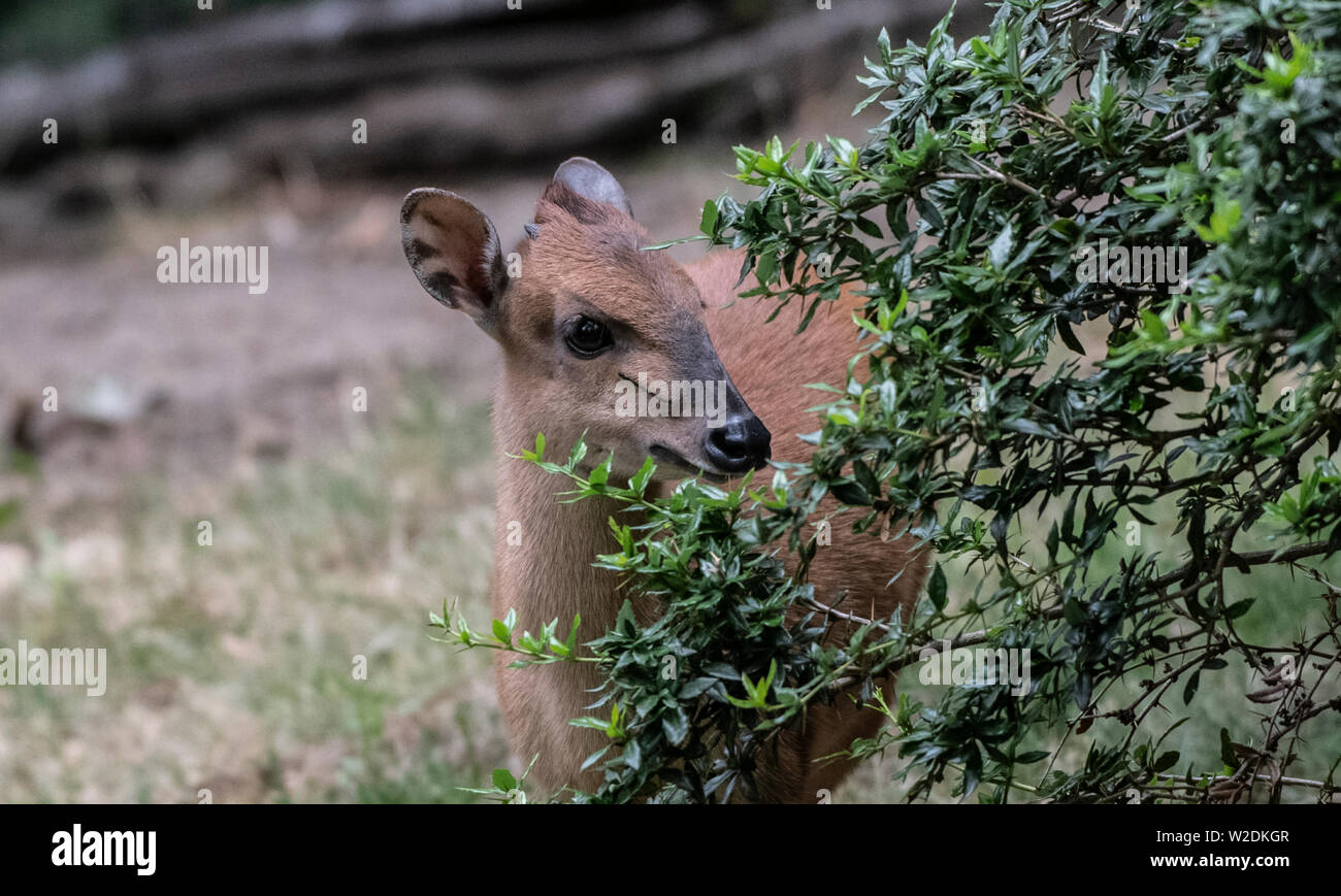 Berlin, Germany. 08th July, 2019. A red duiker, Cephalophus natalensis, explores his zoo enclosure. Credit: Paul Zinken/dpa/Alamy Live News Stock Photo