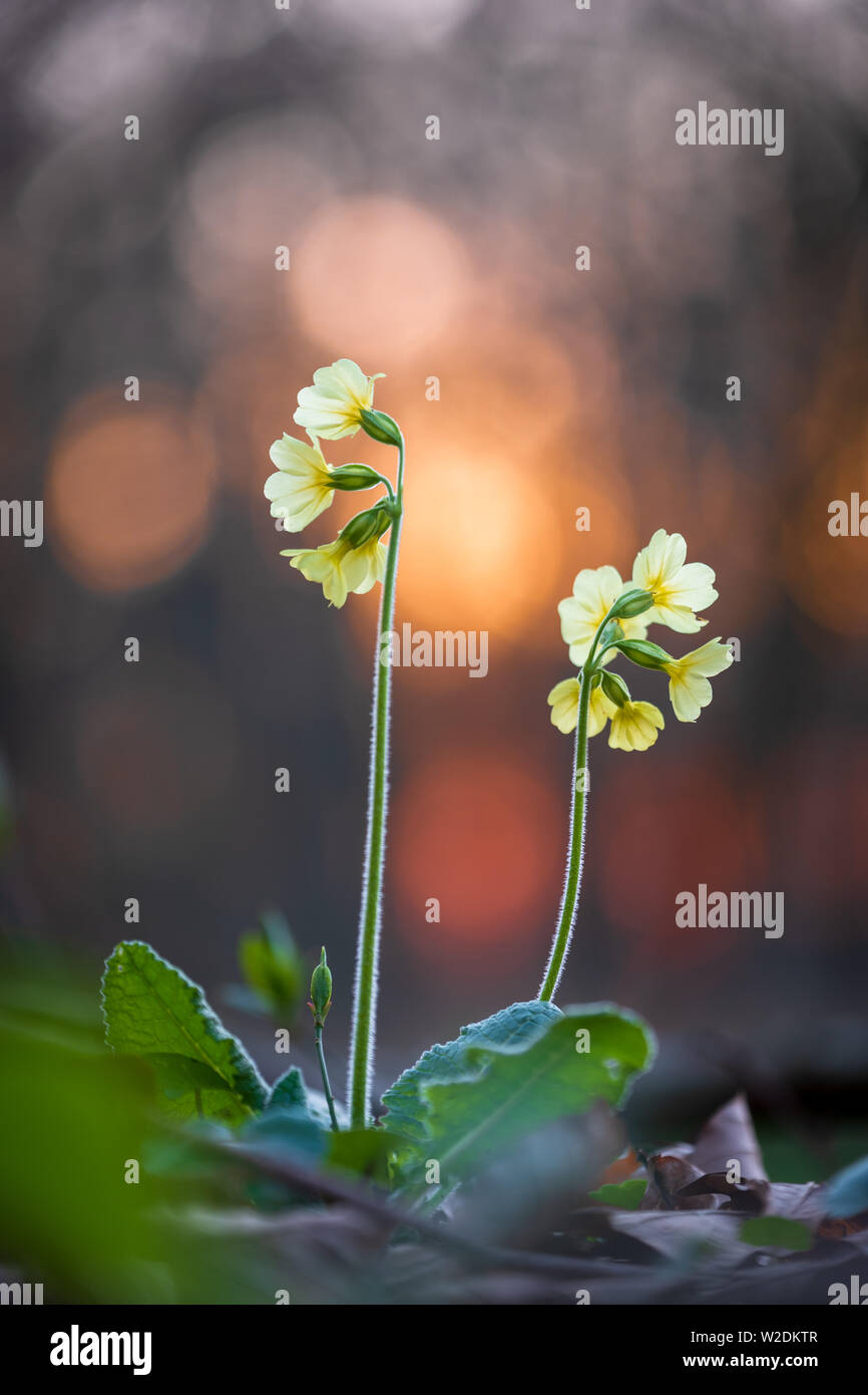 Cowslip primrose Primula veris at sunset in forest, Northern Germany Stock Photo
