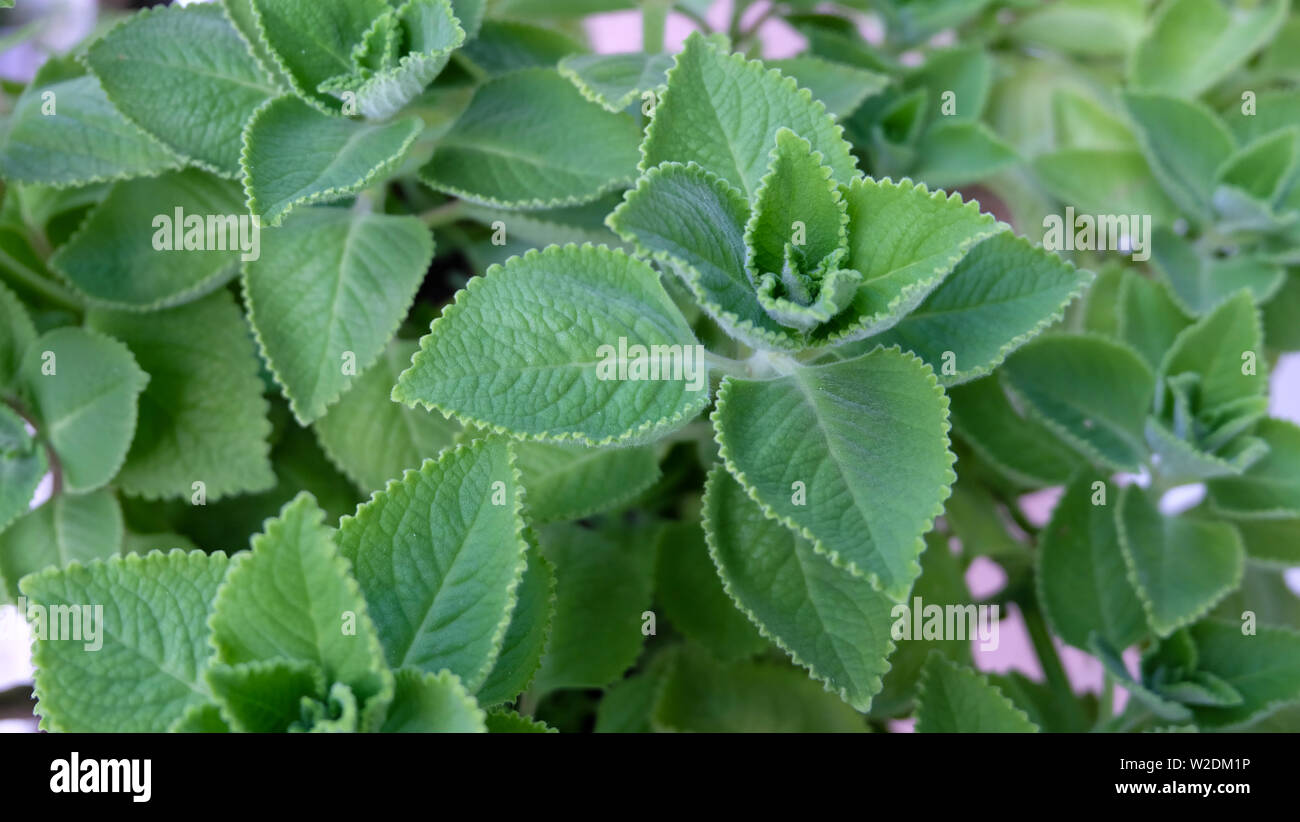 Plectranthus amboinicus, also called Cuban oregano or Mexican mint. It is widely cultivated in the tropics and used as traditional medicine or spice. Stock Photo