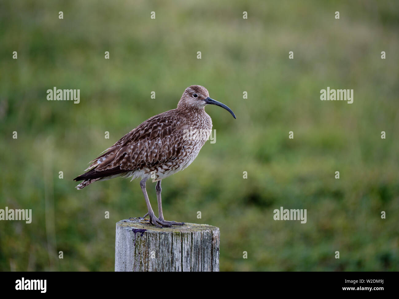 Whimbrel Numenius phaeopus standing on a fence pole with green background, Iceland Stock Photo
