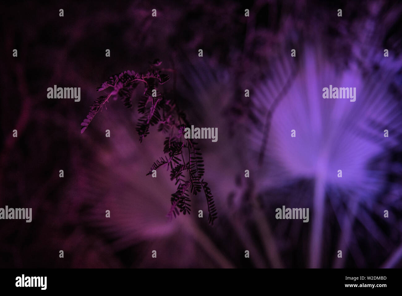 Plants at night Stock Photo Alamy