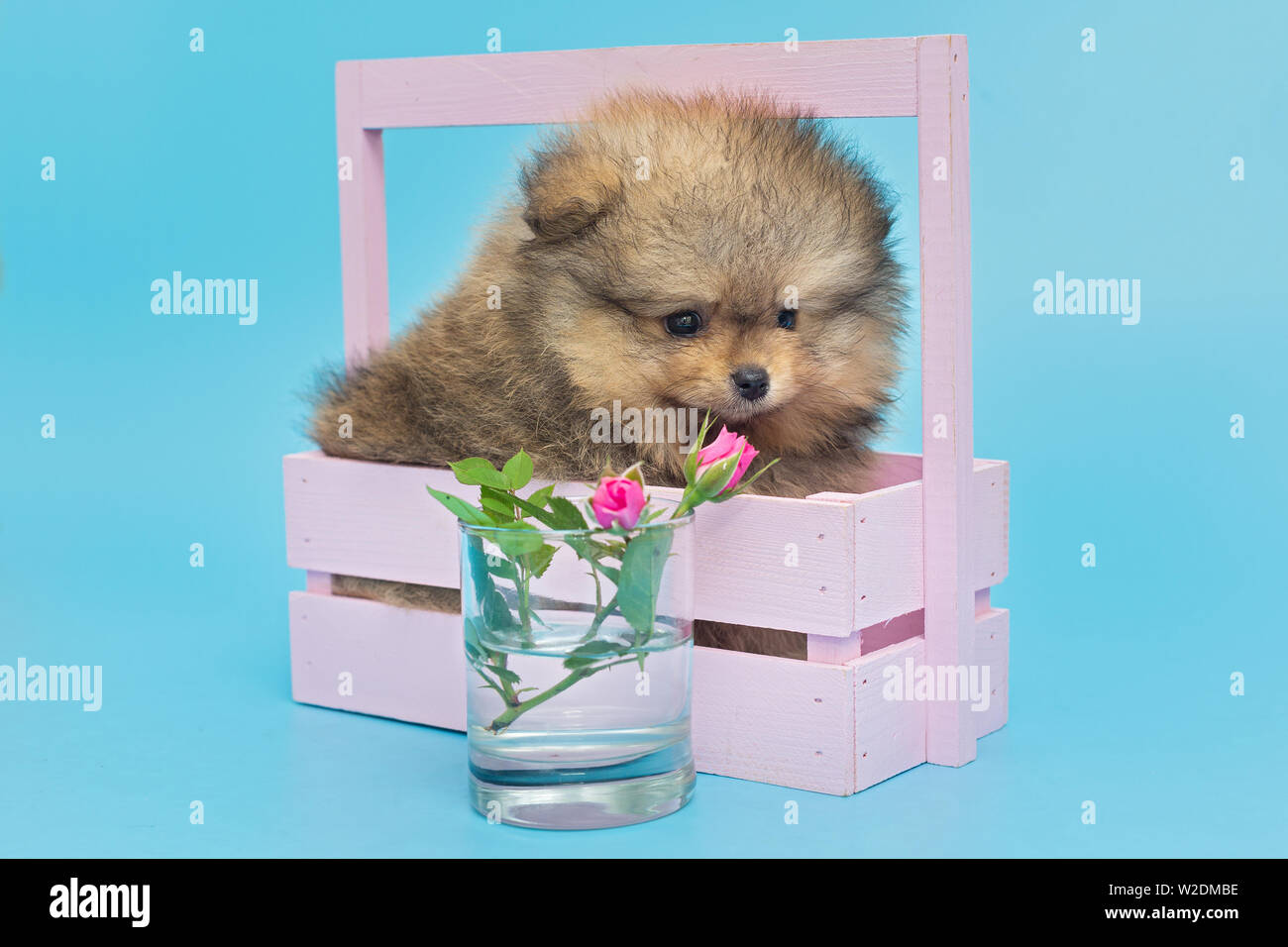 Little Pomeranian puppy in a beautiful wooden box, on blue background