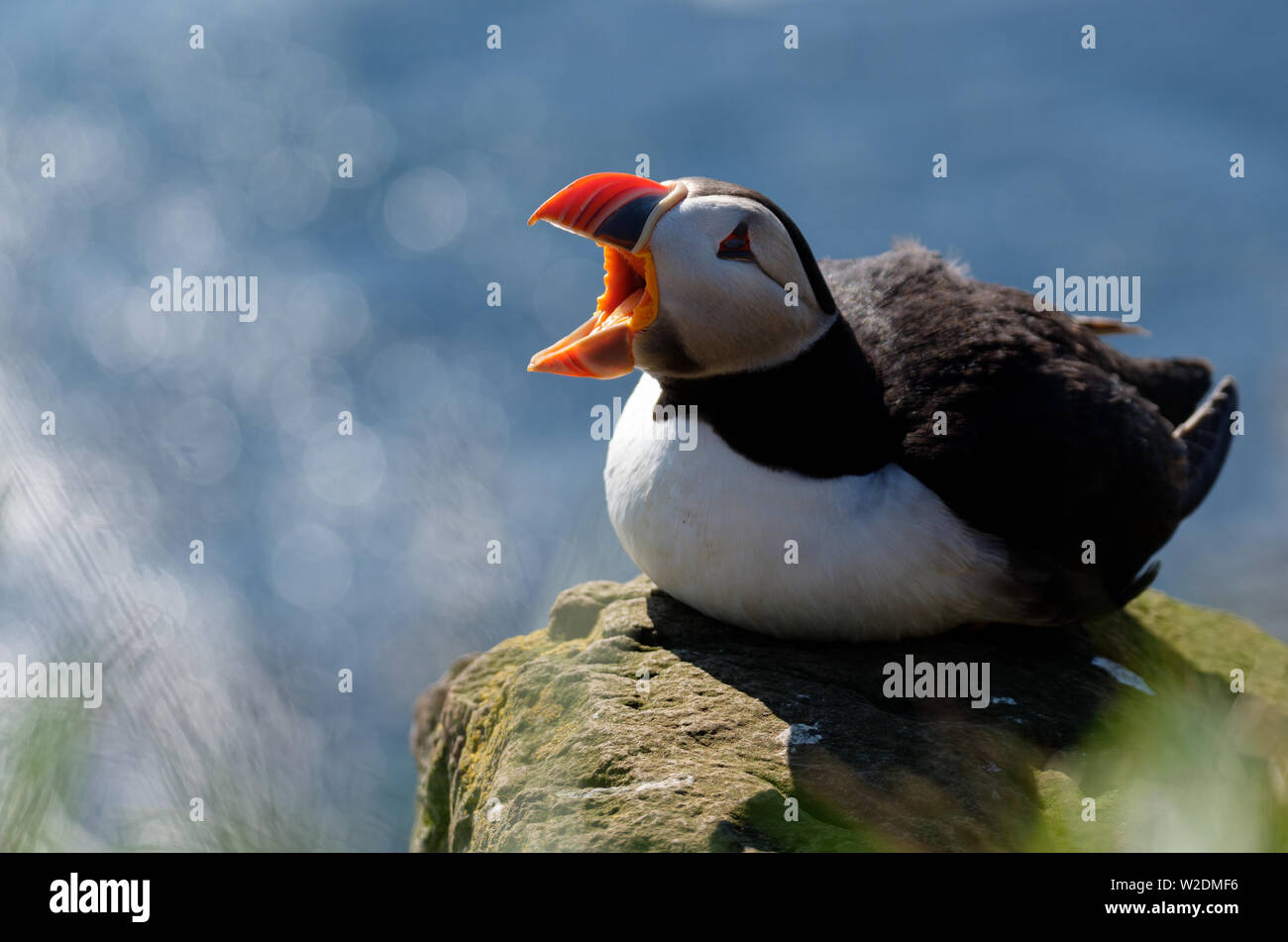 Puffin fratercula arctiac sitting on a rock with open beak an  vivid sea in background, Latrabjarg, Iceland Stock Photo