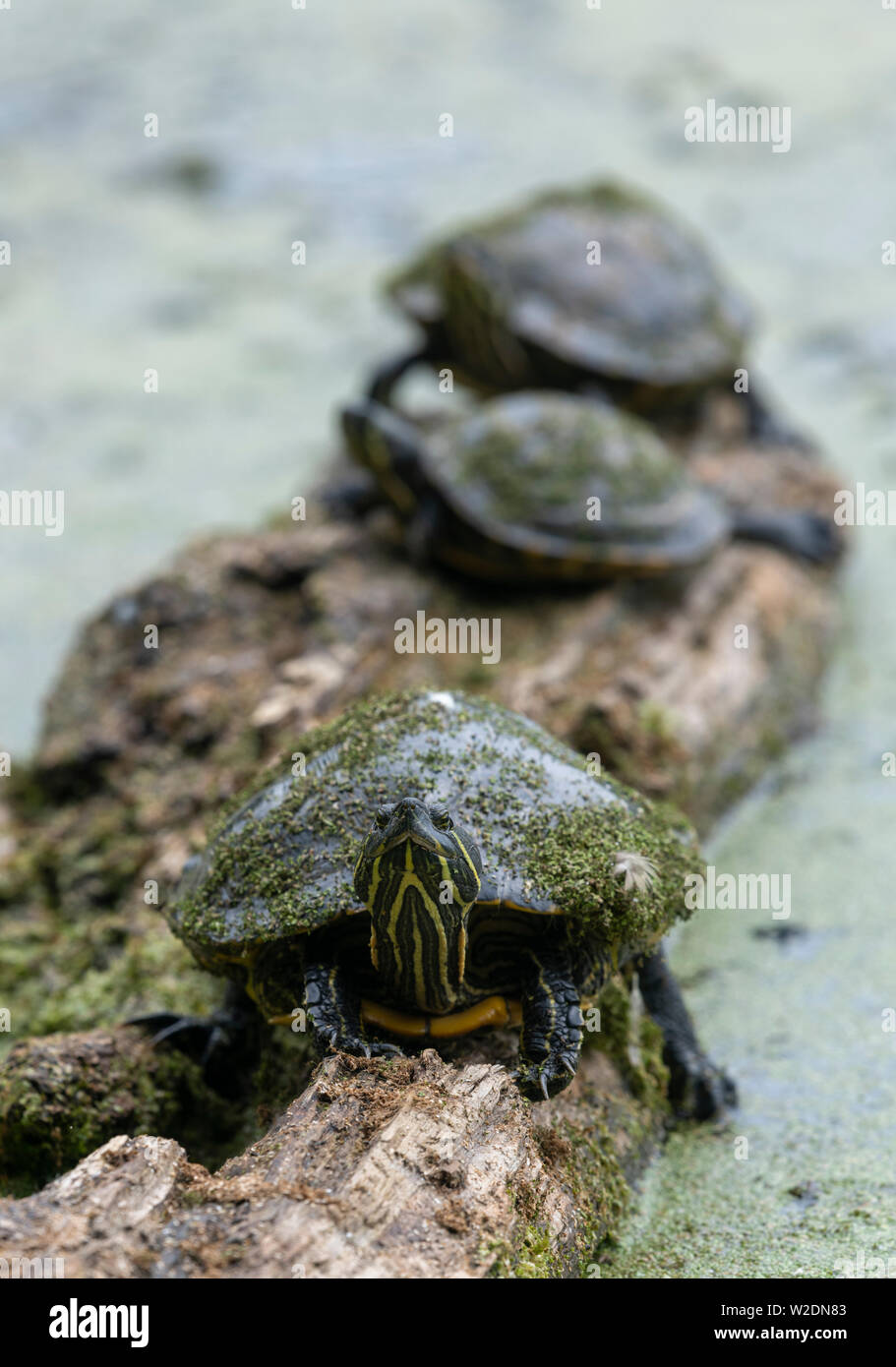 Red-Eared Terrapins basking on a partially submerged log in a lake in a park in Blackpool, UK. Probably released from captivity Stock Photo