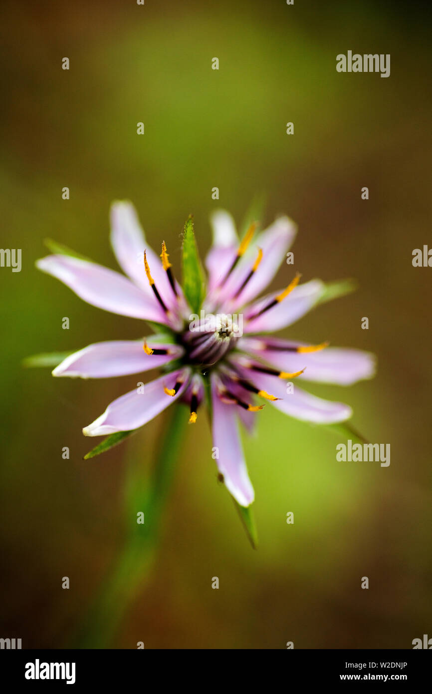 Wild flower background hi-res stock photography and images - Alamy