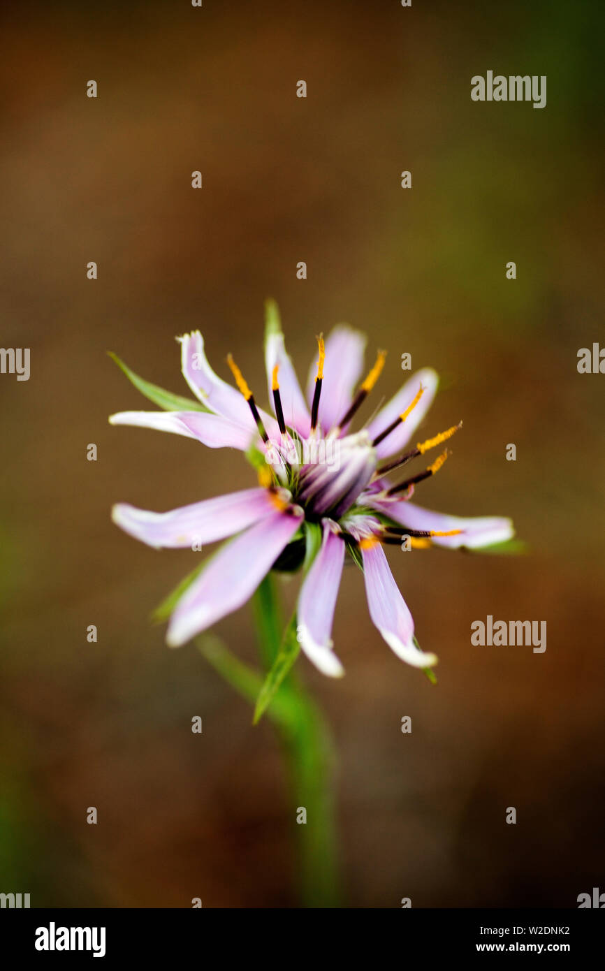 Wild flower background hi-res stock photography and images - Alamy