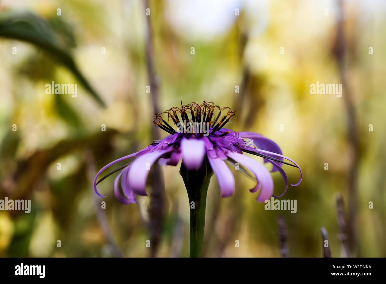 Wild flower background hi-res stock photography and images - Alamy