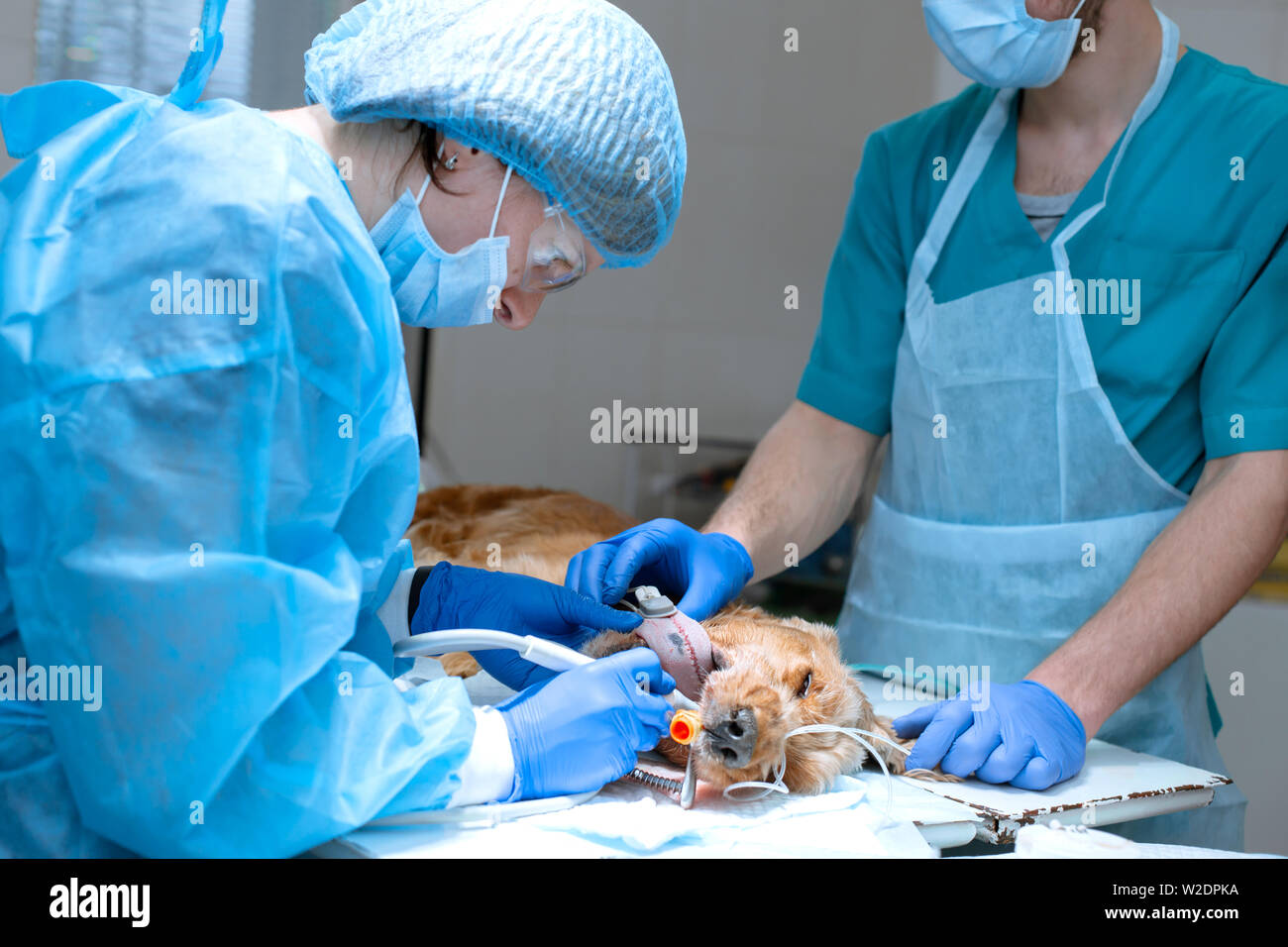 Veterinary dentistry hires stock photography and images Alamy