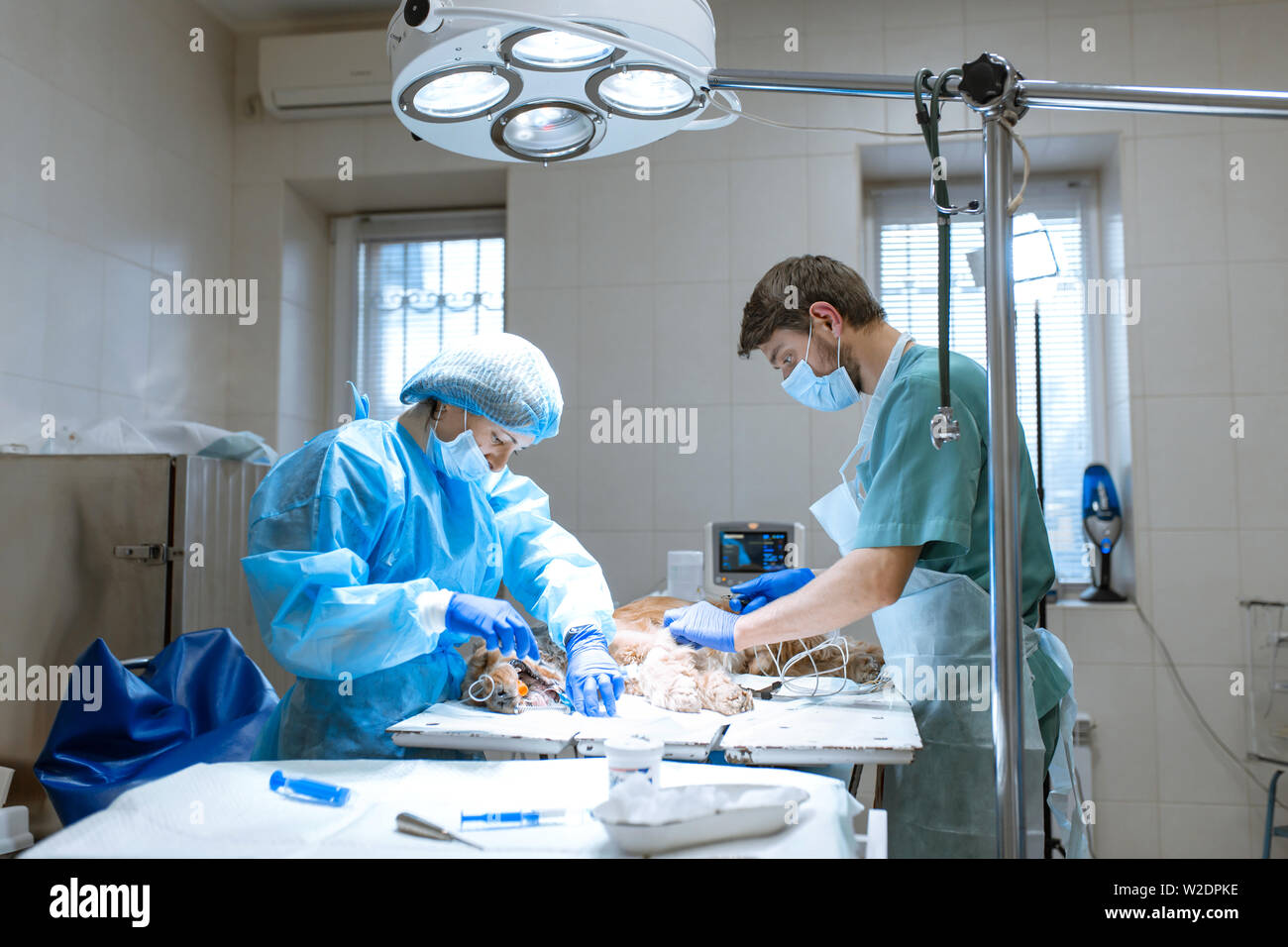 Veterinary dentistry. Dentist surgeon veterinarian cleans and treats