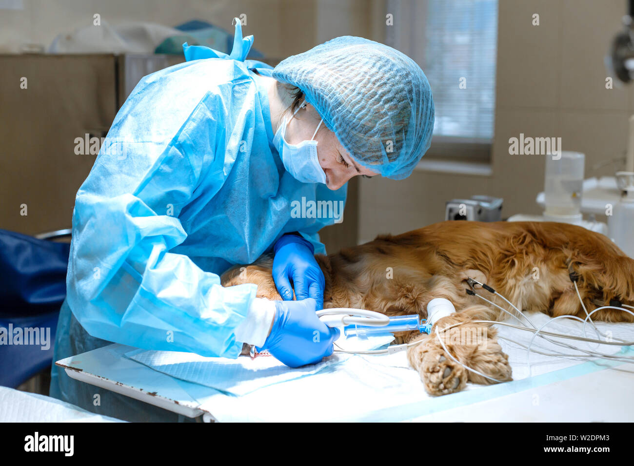 A vet surgeon brushes his dog's teeth under anesthesia on the operating