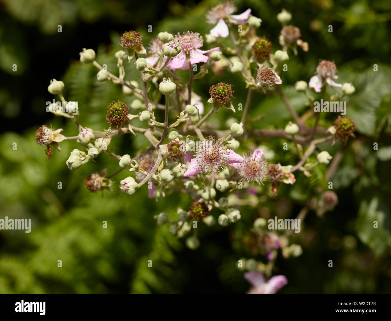Blackberry bush close-up showing juvenile flowers, buds and Blackberry bush close-up showing juvenile flowers, buds and