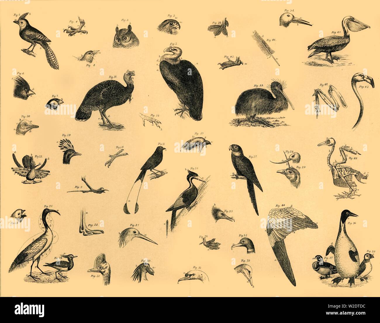 Bird wing diagram hi-res stock photography and images - Alamy