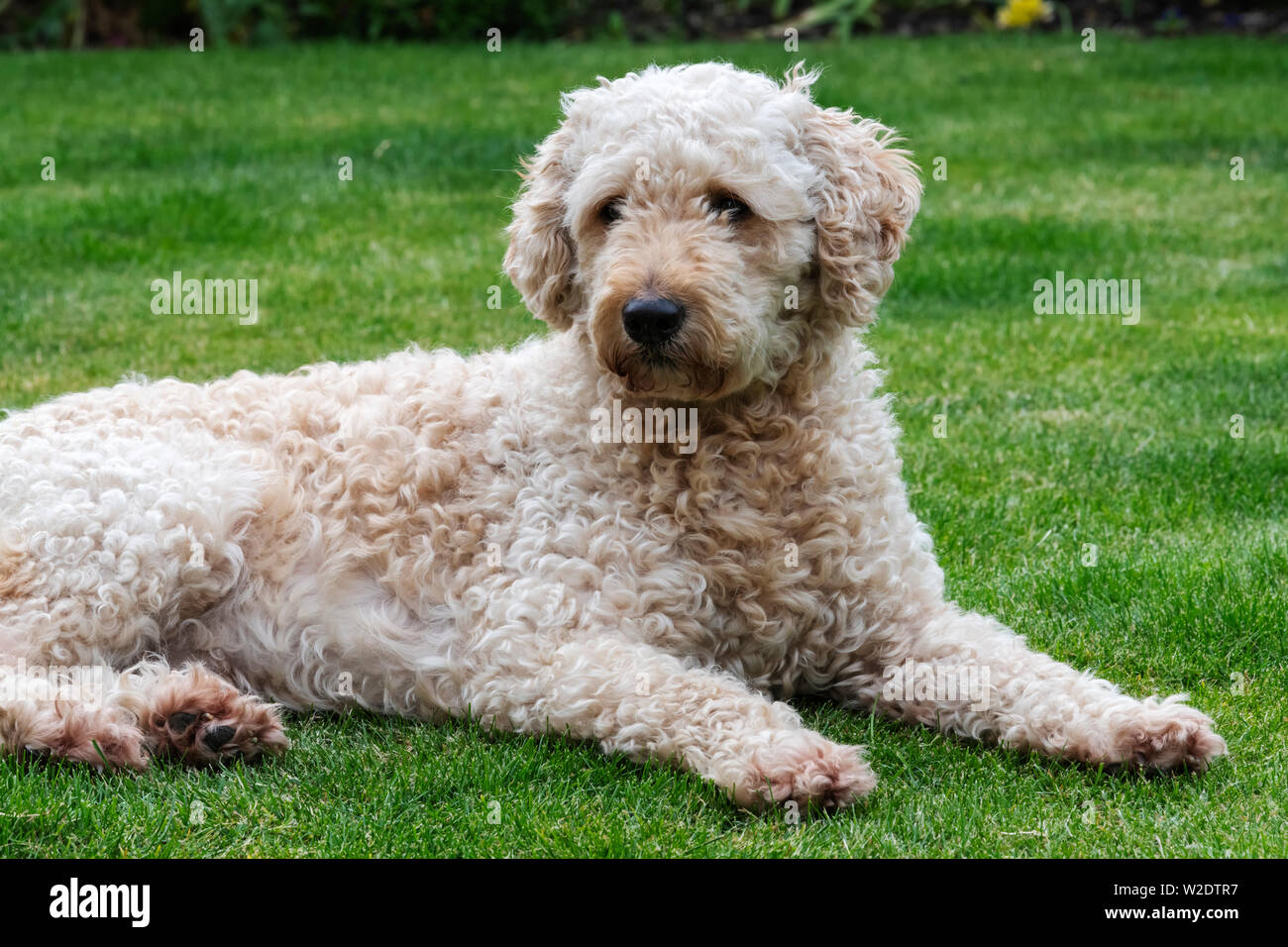 Beige coloured Labradoodle sprawled out looking relaxed on a green garden lawn Stock Photo