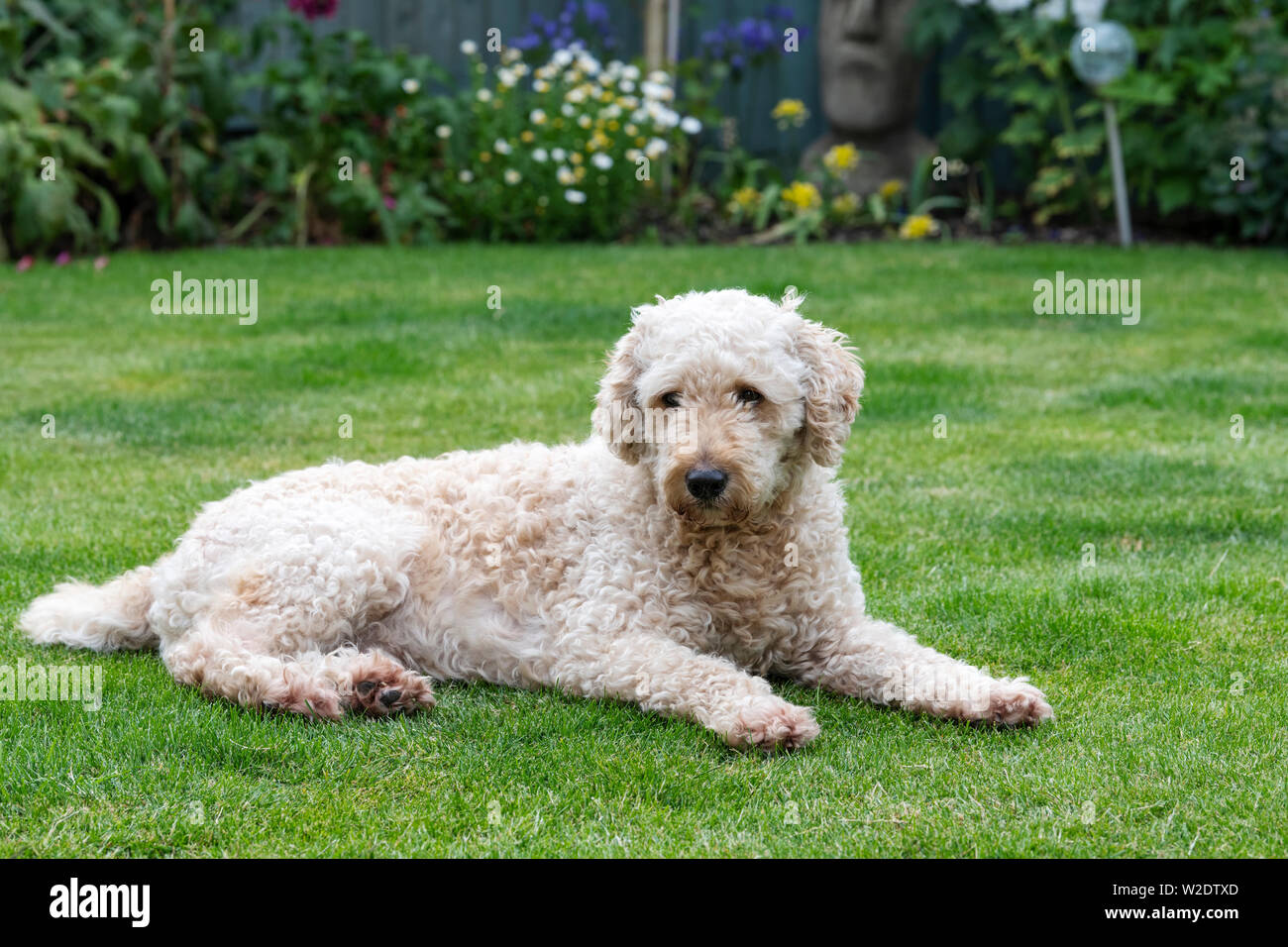 Beige coloured Labradoodle sprawled out looking relaxed on a green garden lawn Stock Photo