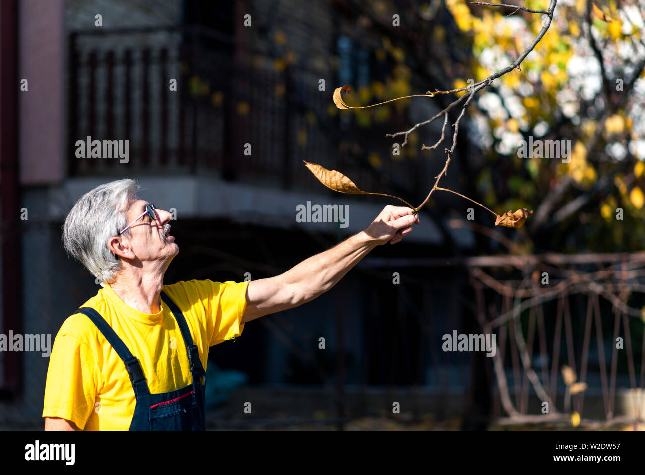 Man punching autumn leaves from the tree in the yard Stock Photo