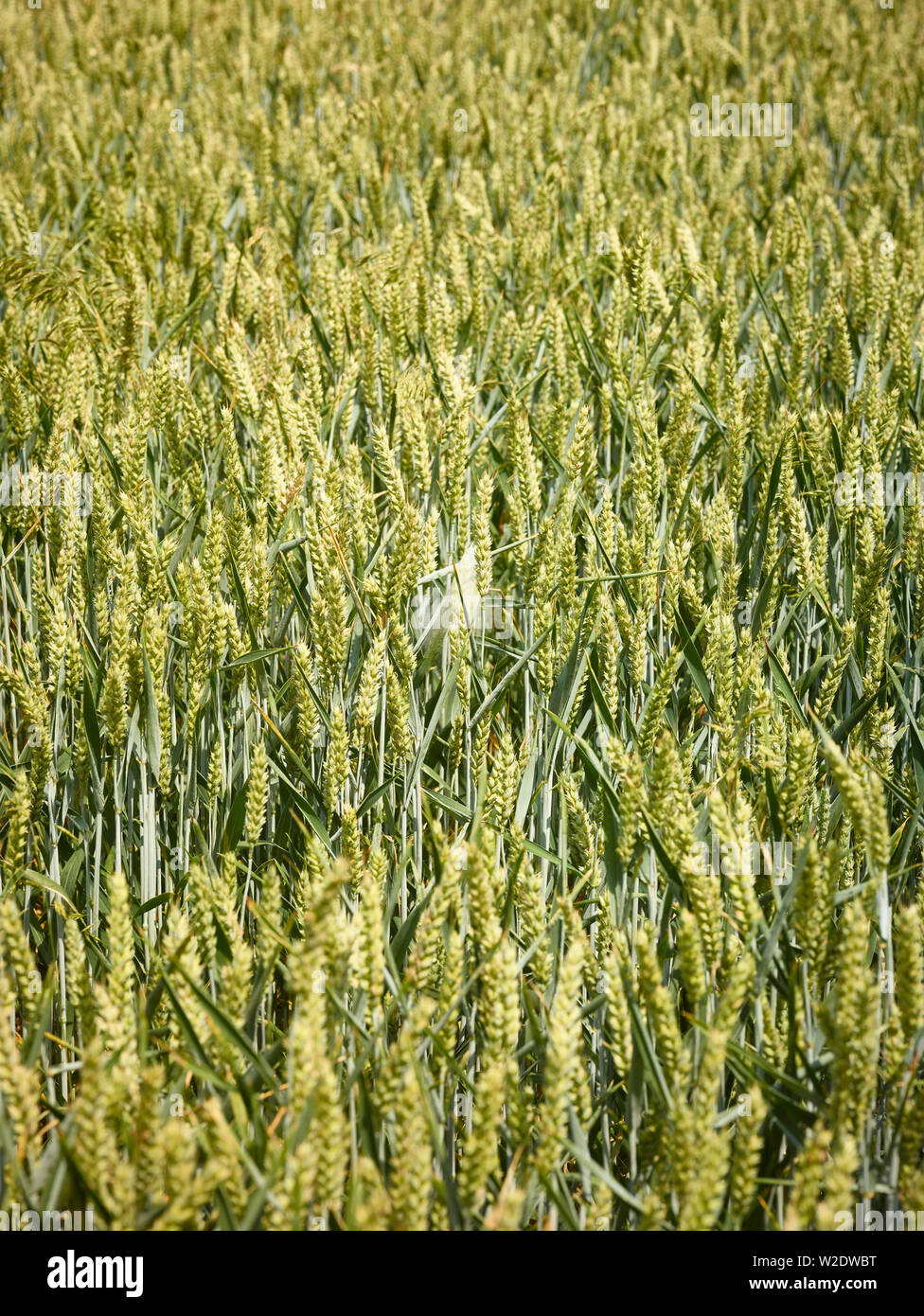 Wheat close up abstract nature portrait Stock Photo