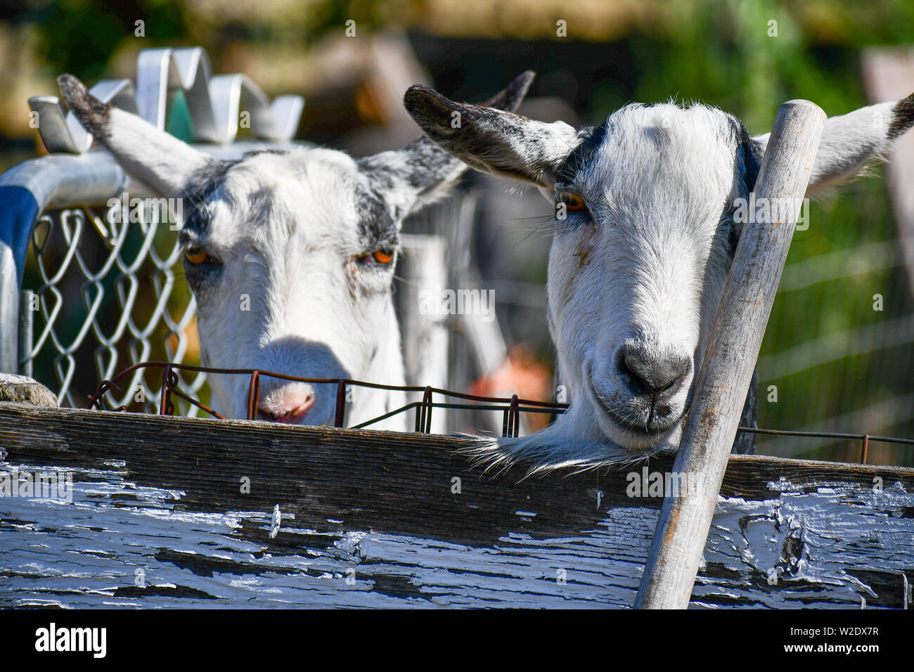 Curious Nigerian pygmy goats Stock Photo