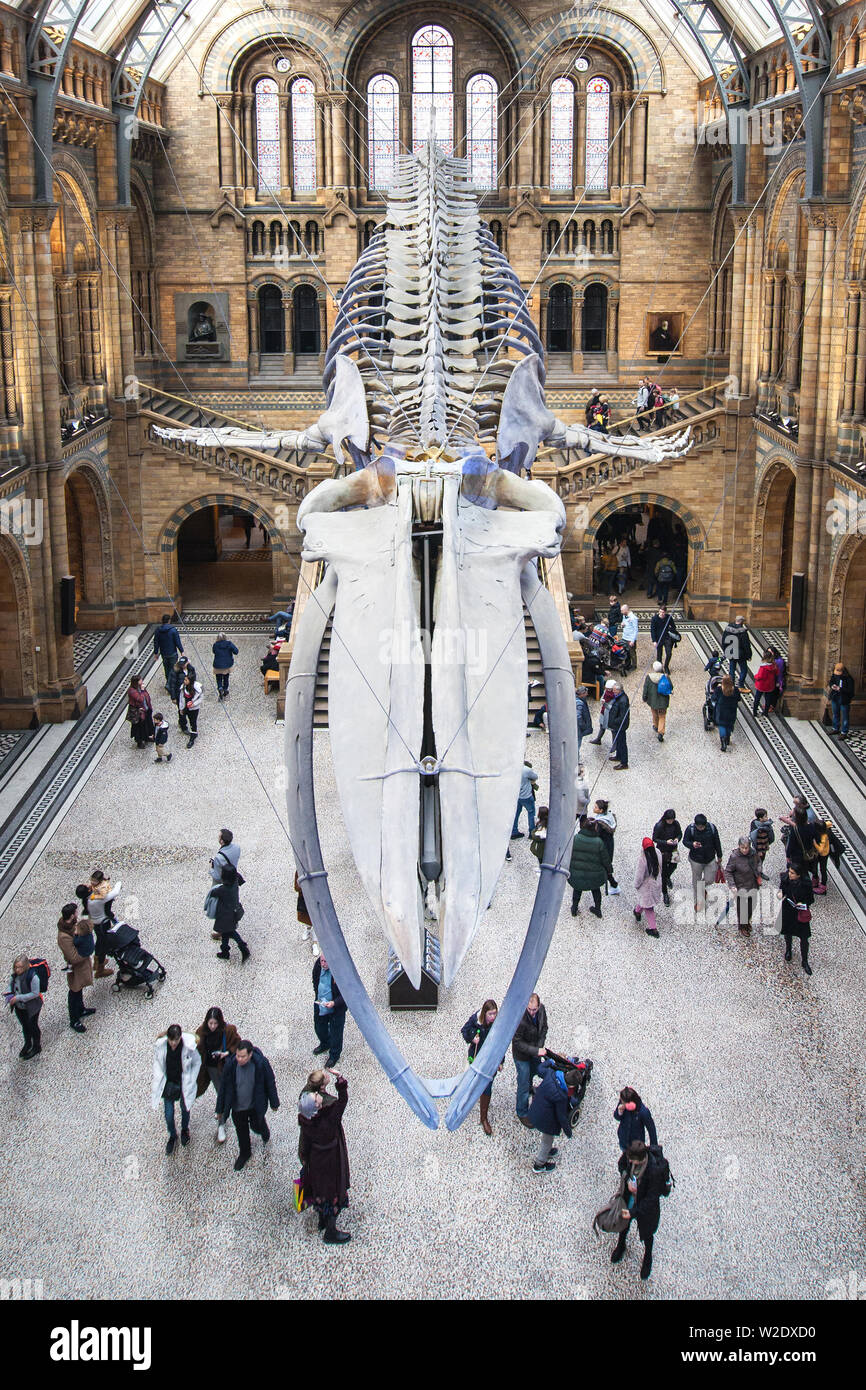 London, United Kingdom - December 19, 2018: Blue Whale Skeleton decorating the Hintze Hall in the Natural History Museum, London, United Kingdom. Stock Photo