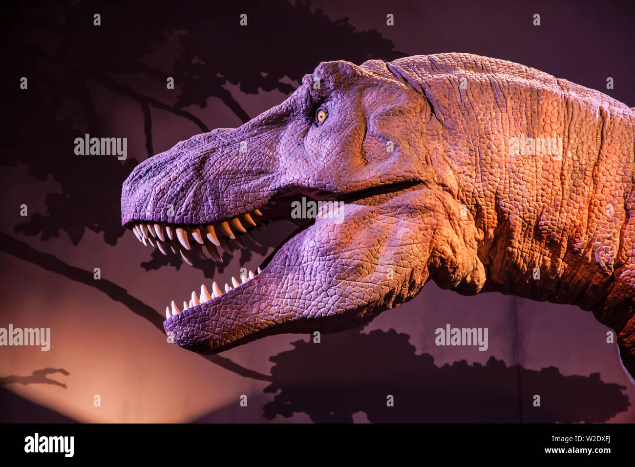 London, United Kingdom - December 21, 2018: Model of a Tyrannosaurus Rex Head at the Natural History Museum, London, United Kingdom. Stock Photo