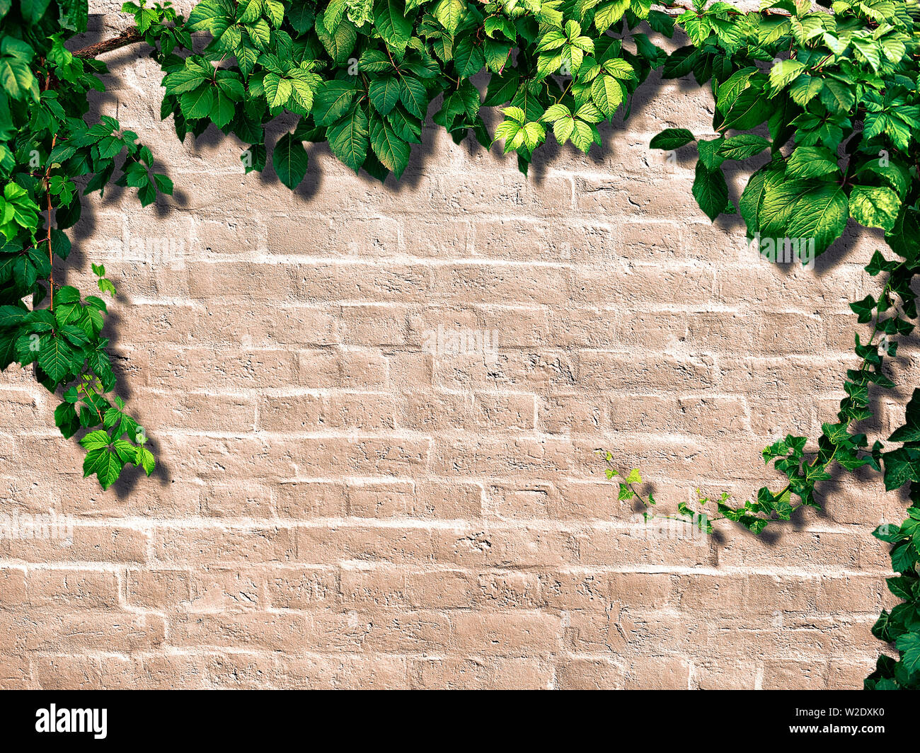climbing plant on the white brick wall Stock Photo Alamy