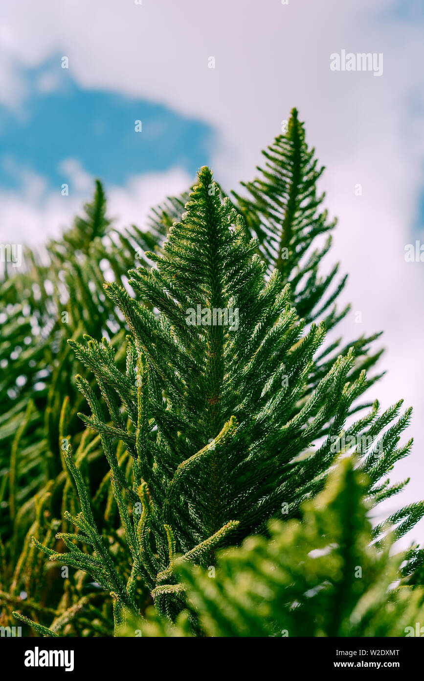 Spruce branch on blue sky natural background. Stock Photo