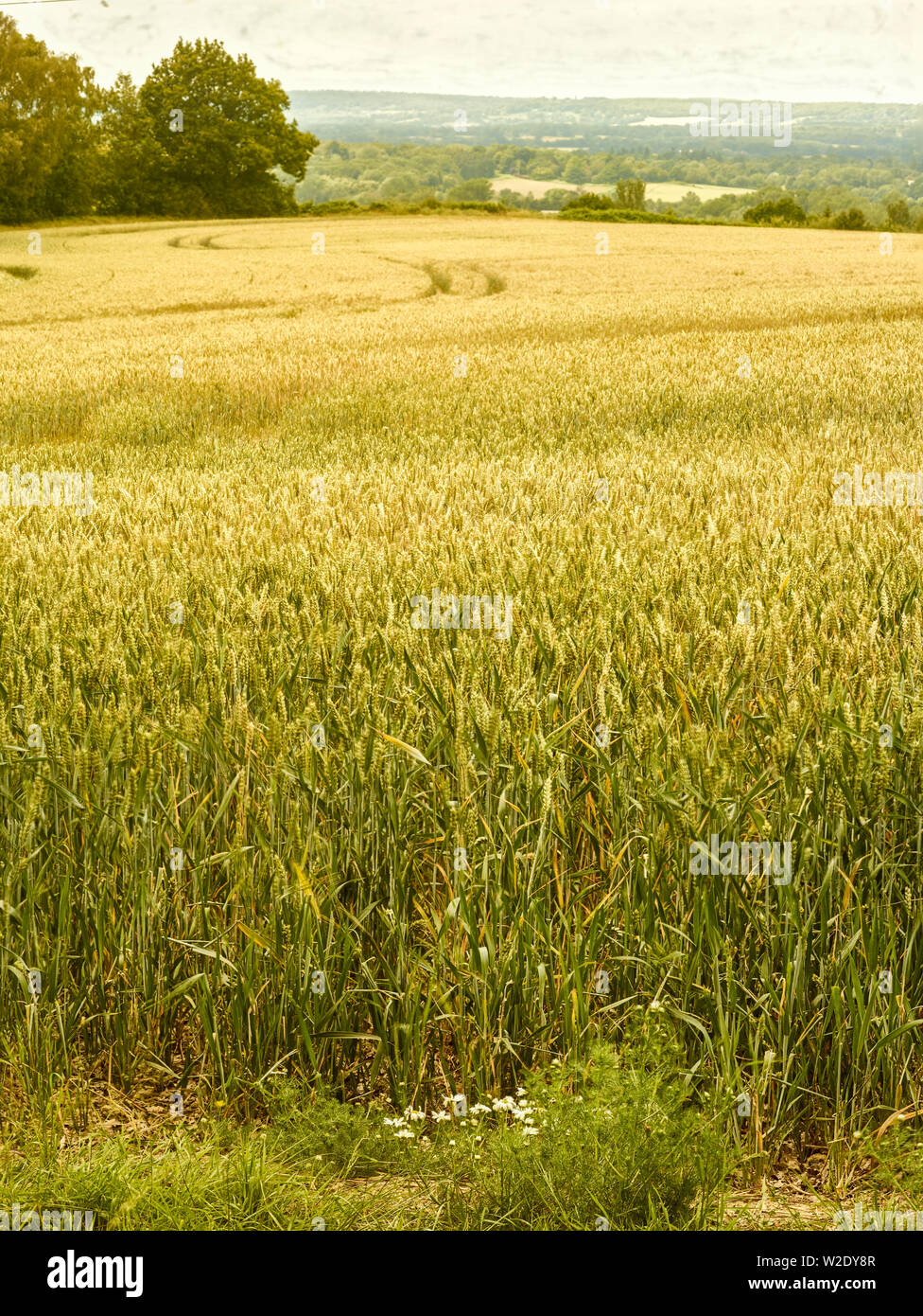 Wheat field landscape on Kent farmland in English summer sunshine Stock Photo