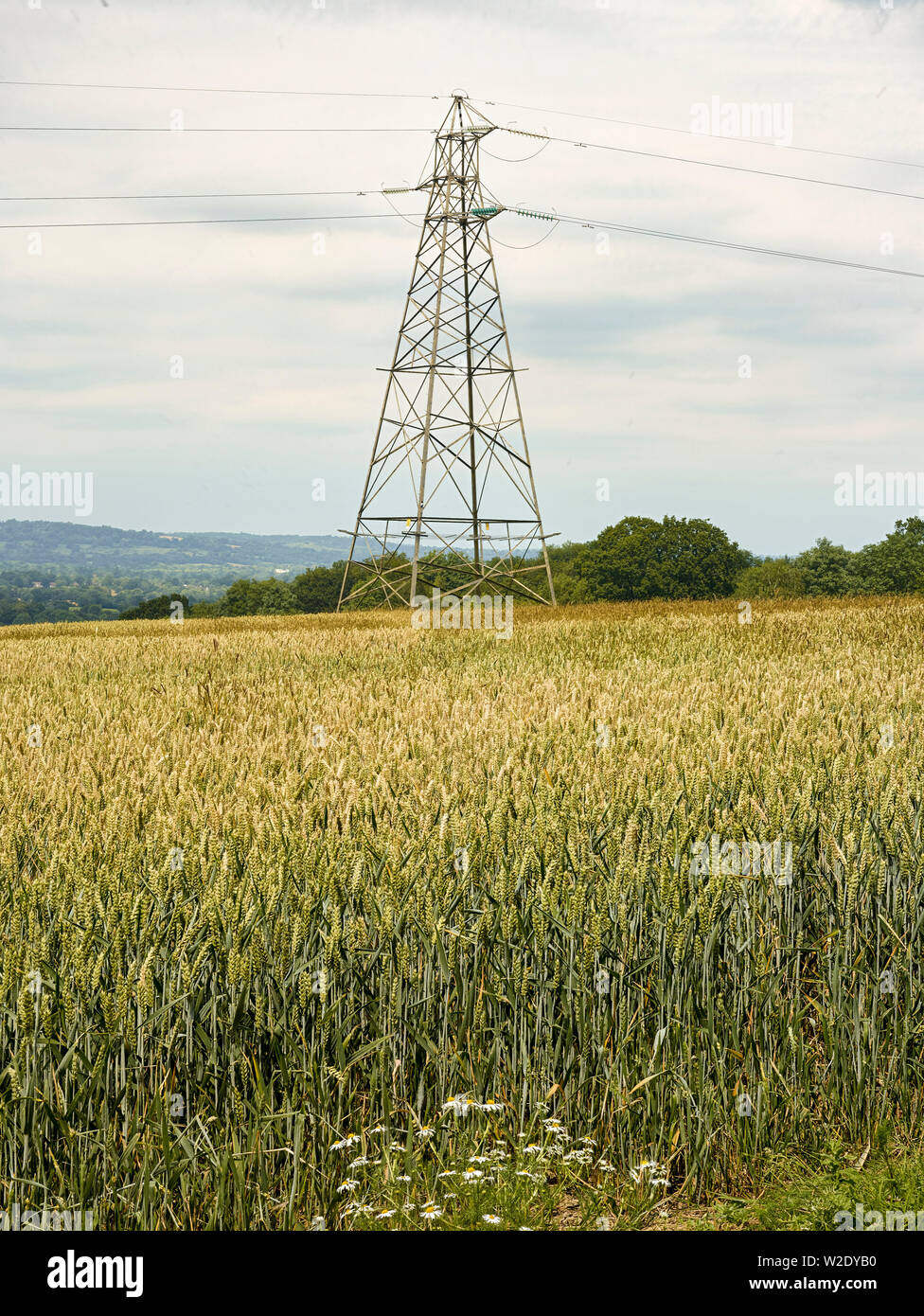 Electricity pylon in wheat field in the Kent countryside, England, United Kingdom, Europe Stock Photo