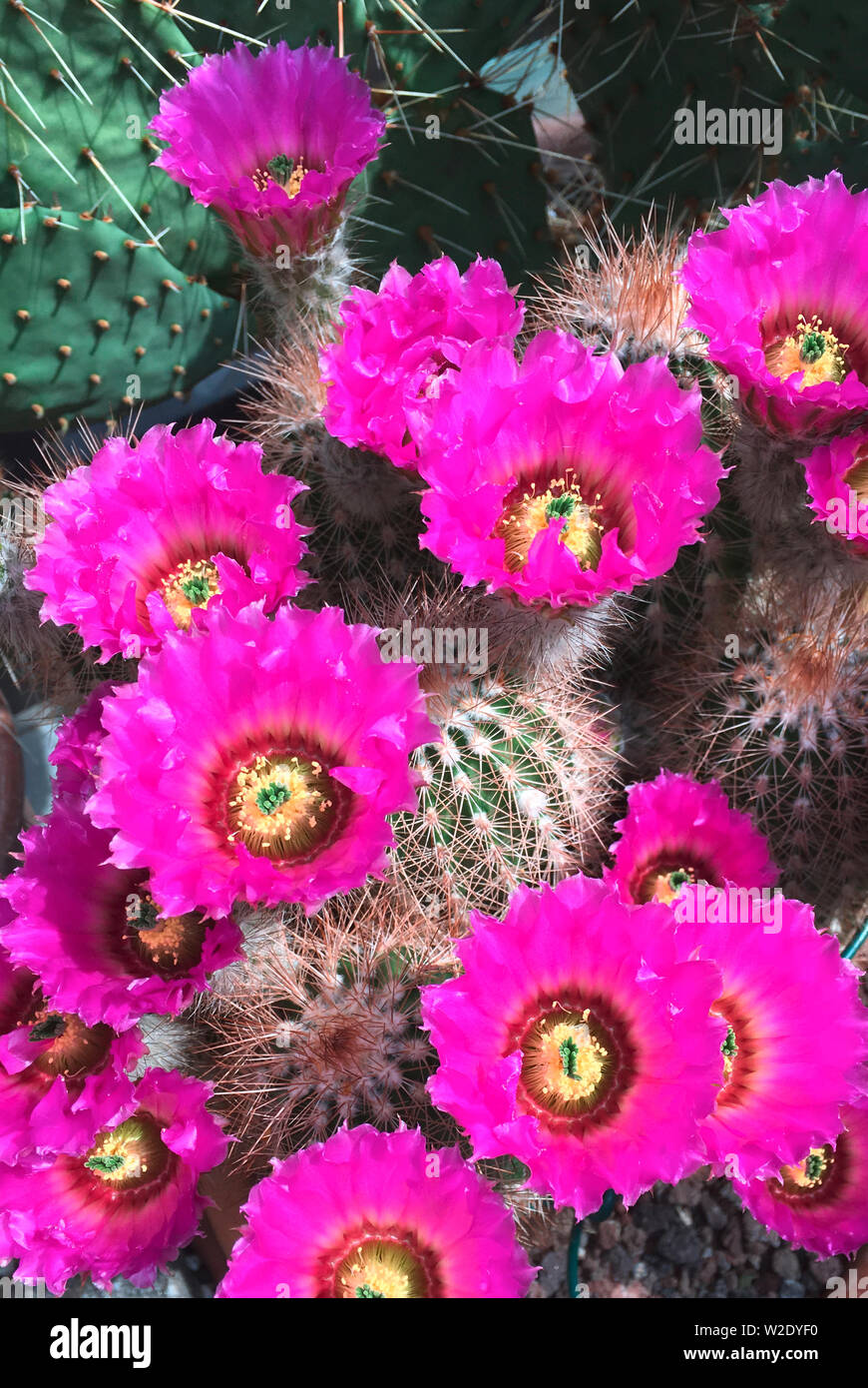 Flowering cactus Echinocereus reichenbachii from Texas - USA. Stock Photo