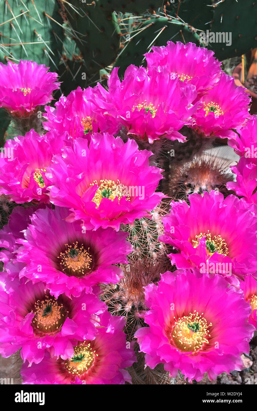 Flowering cactus Echinocereus reichenbachii from Texas - USA. Stock Photo