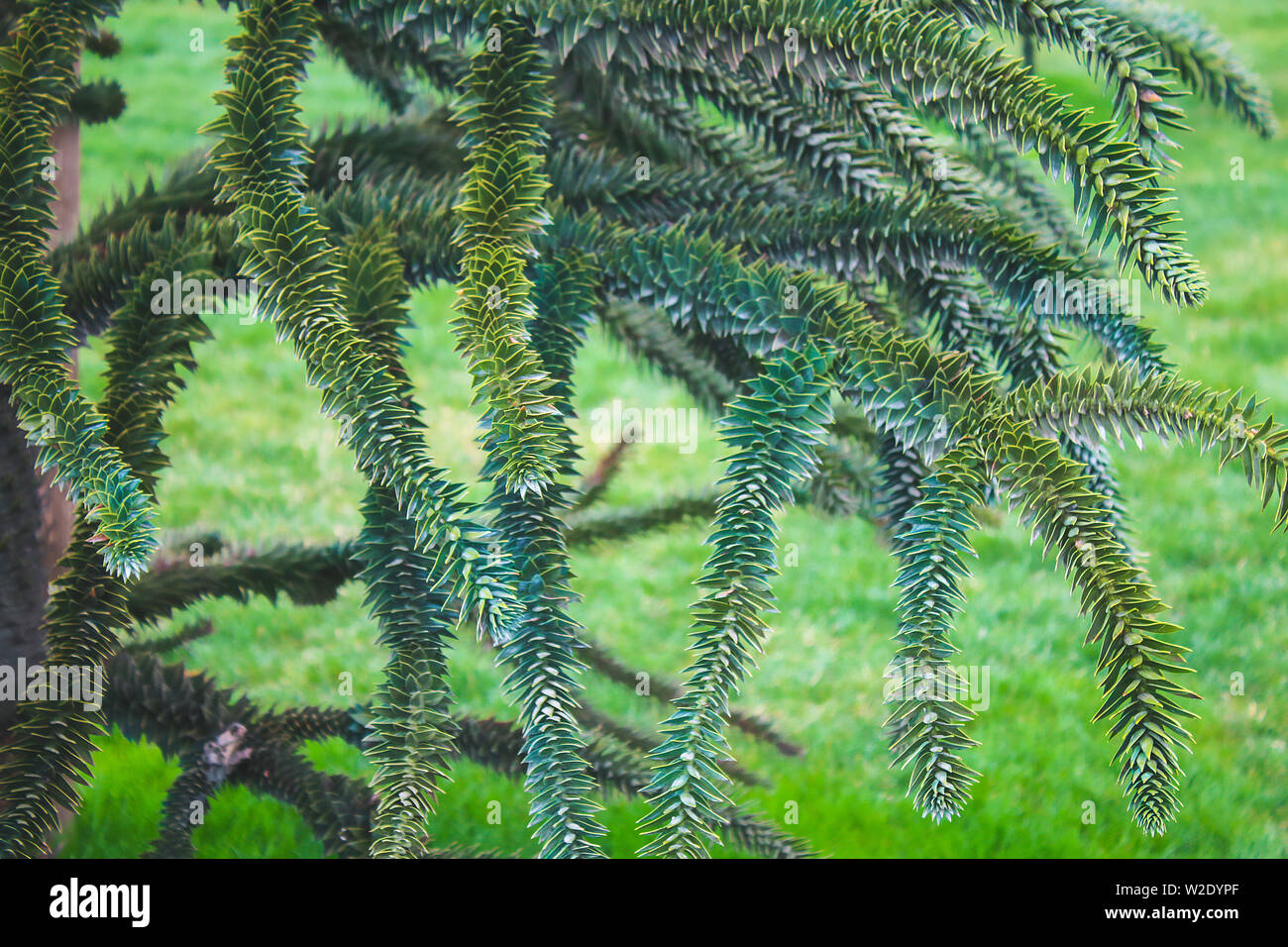 Branches of Araucaria araucana. Monkey puzzle tree tail or Chilean pine. Family Araucariaceae. Stock Photo