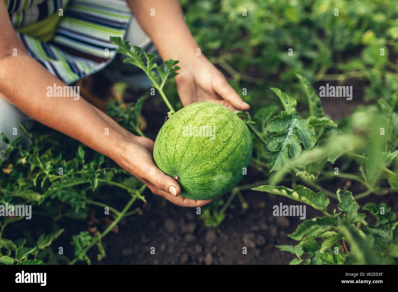 Senior woman checking unripe watermelon in summer orchard. Farmer ...