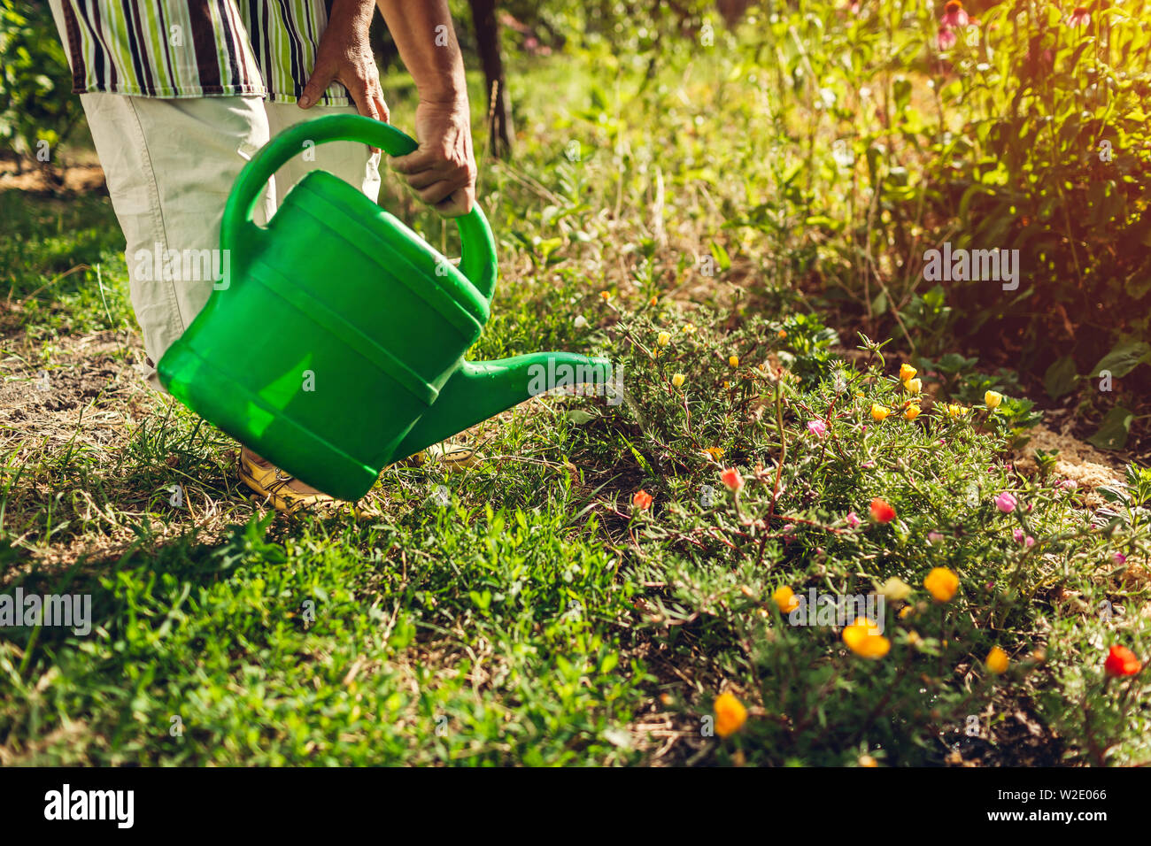 Woman gardener watering purslane flowers with watering can. Summer garden work. Stock Photo