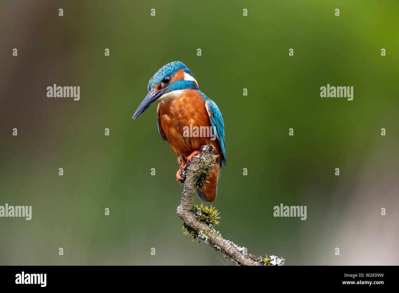 Common Kingfisher (Alcedo atthi) perching on a moss-covered twig, Scotland Stock Photo