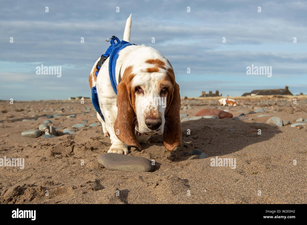 Low-level view of a Basset Hound following a trail on a beach, England Stock Photo