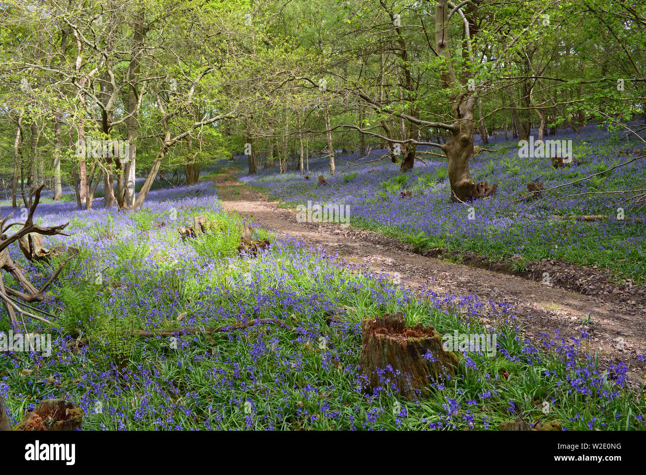Bluebell Woods, Hammerwood, Sussex Stock Photo